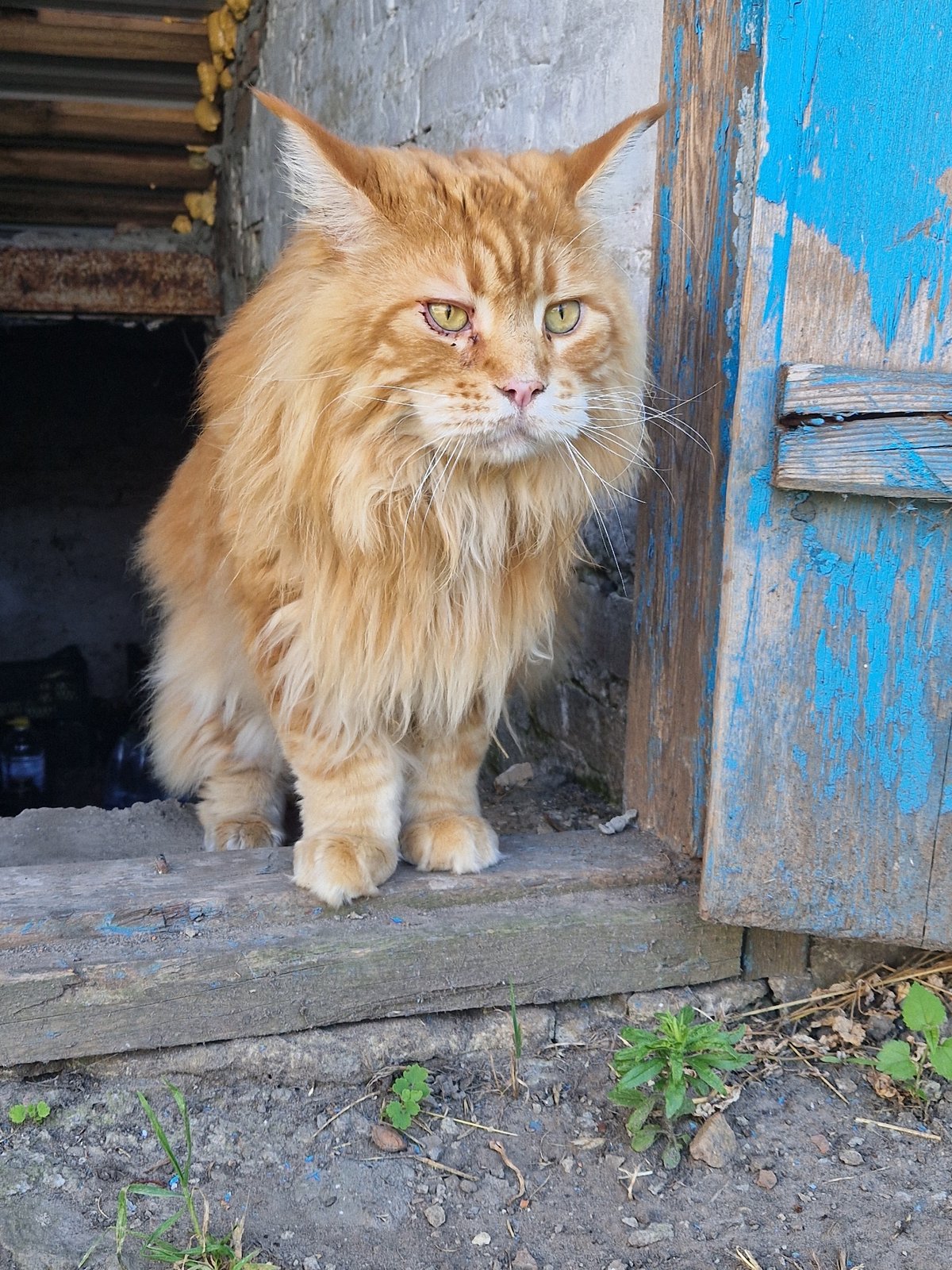 Orange cat between doorstep and garden in rural Ukraine