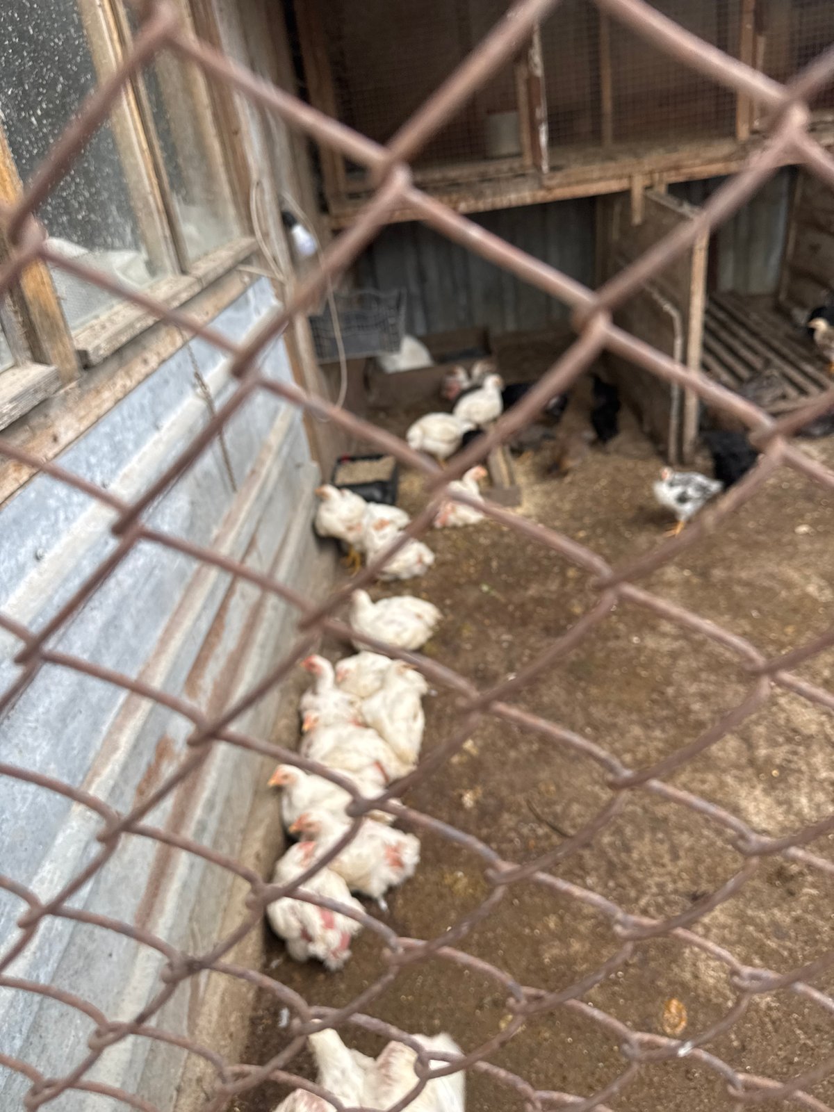 Rural poultry farm and greenhouse operations documented in Sarnevo