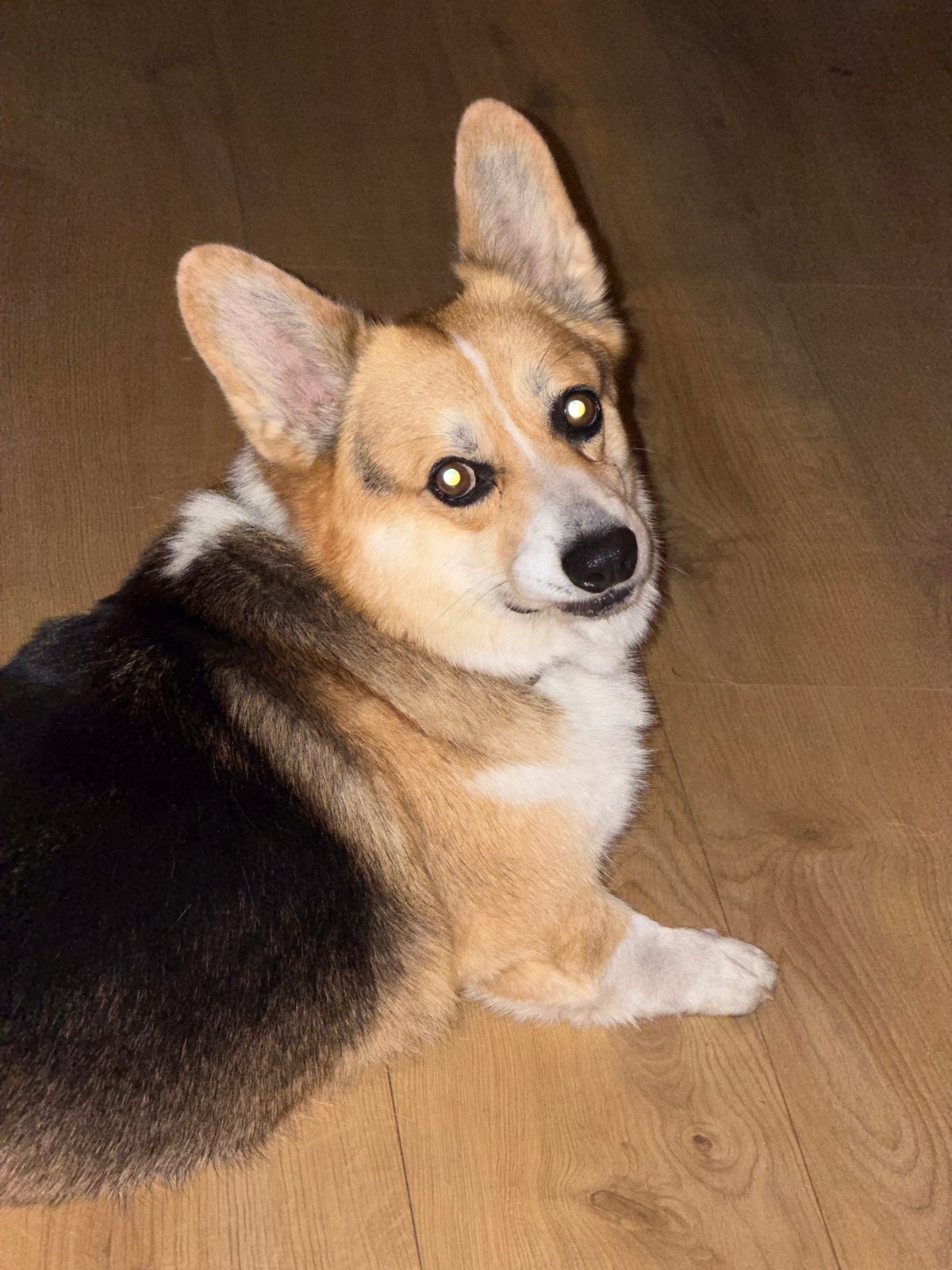 Corgi, selfies, and a viral music challenge in Gangloff