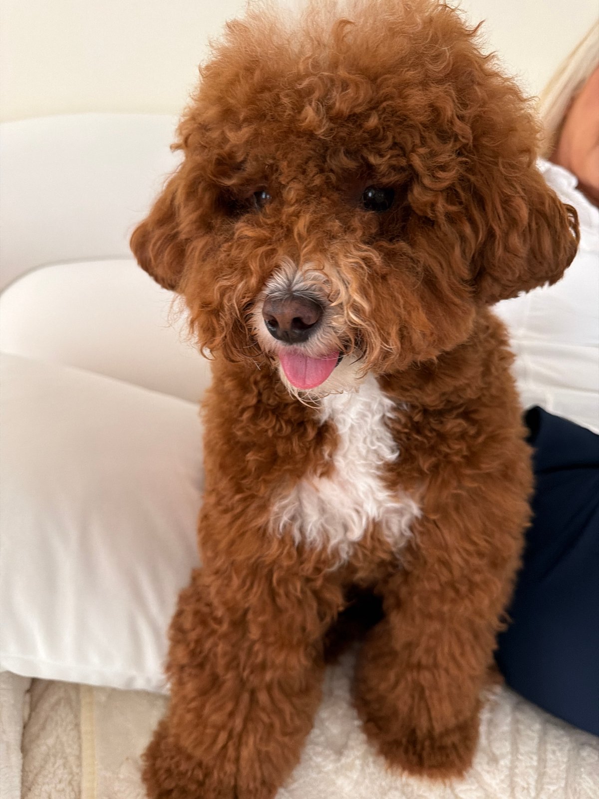 Poodle and home decor, quiet July 4th evening indoors