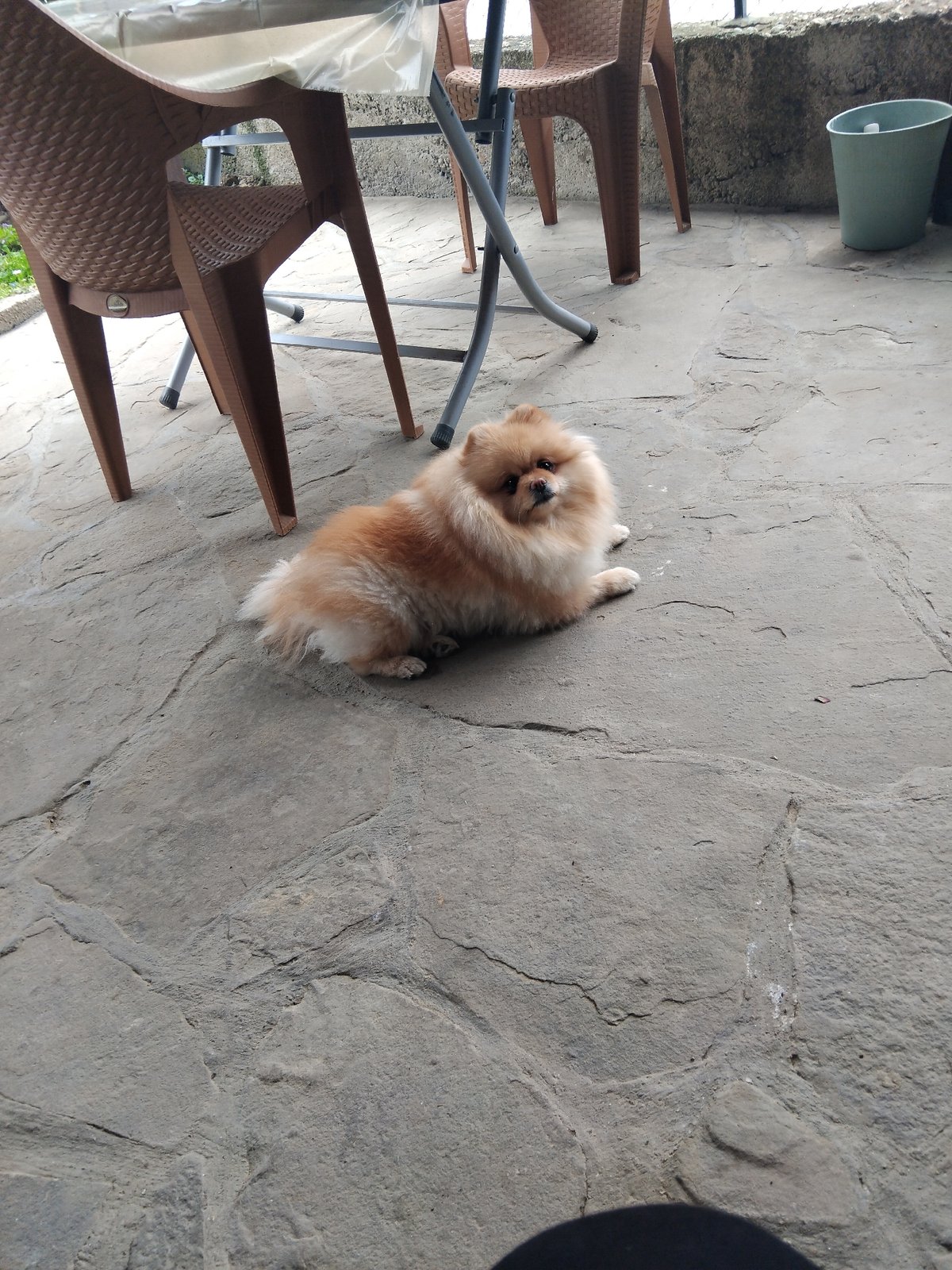 Pomeranian dog spotted on stone patio in Apriltsi, Bulgaria