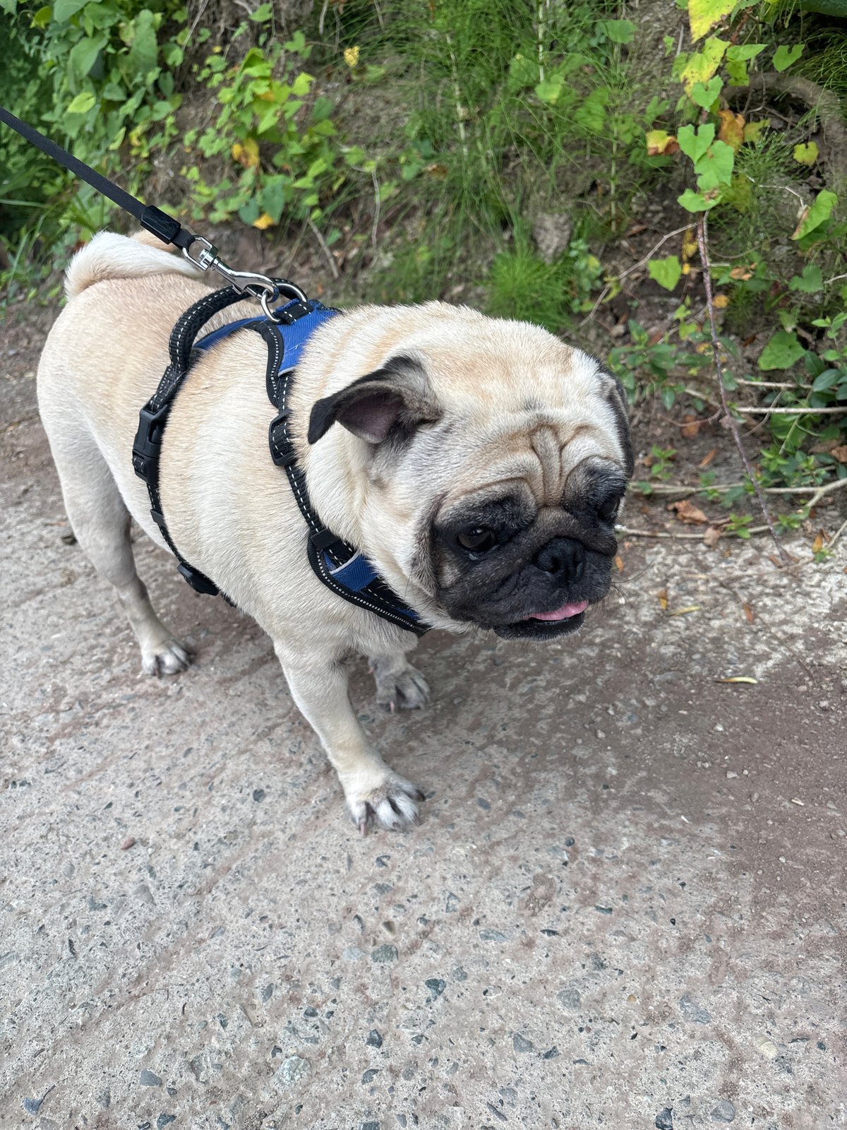 Pug walk and flowering shrubs on a Sochi path