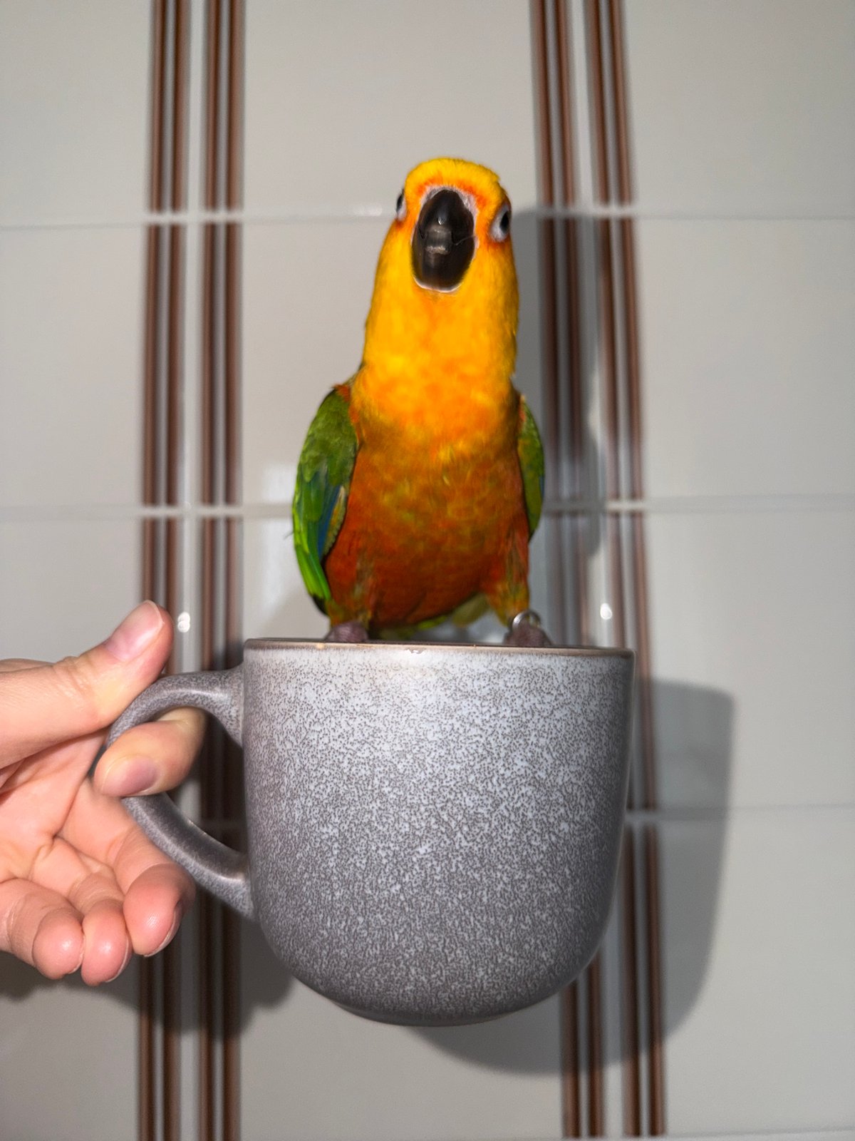 Colorful parrot enjoys chocolate snacks in Russian suburb