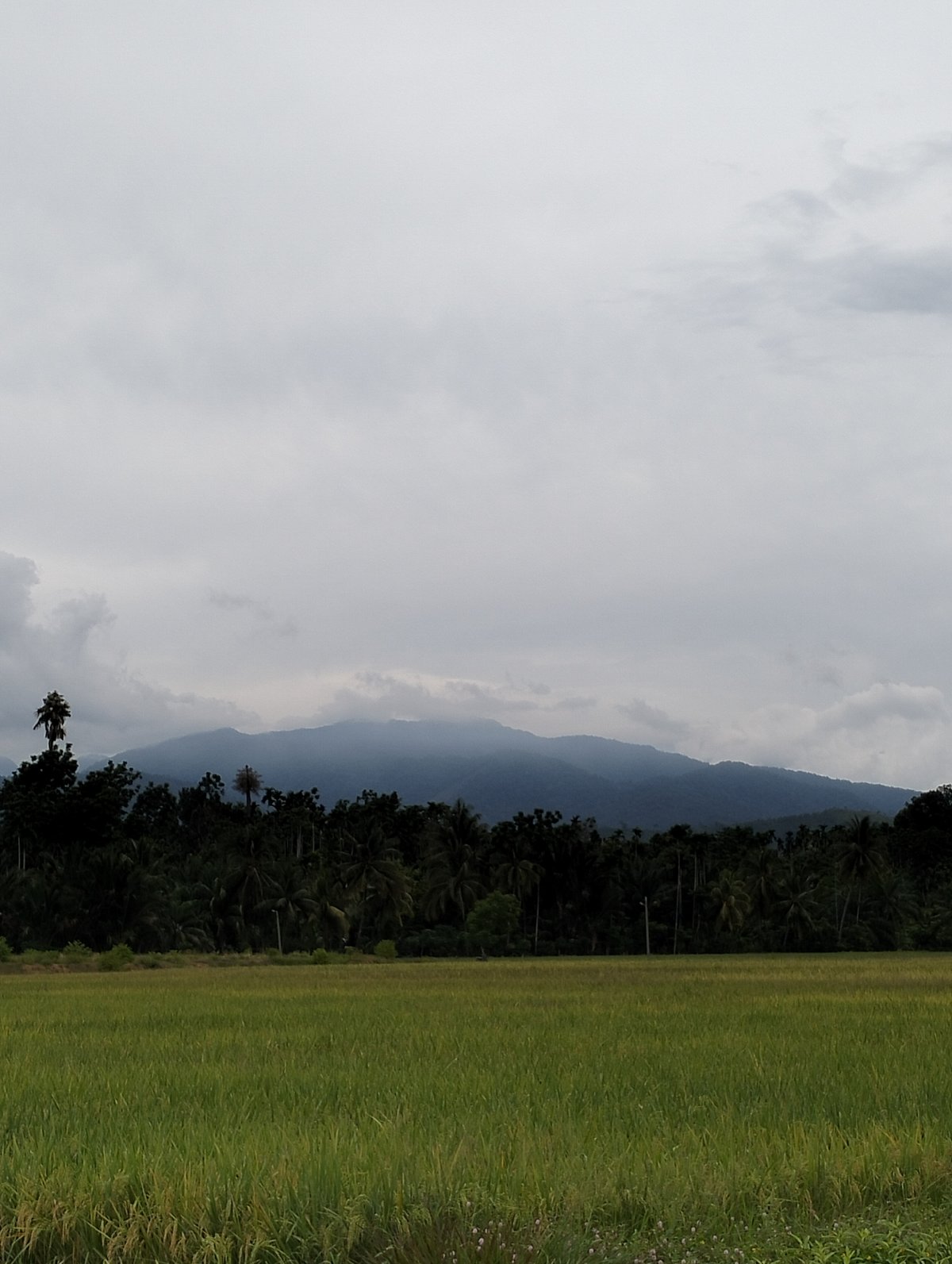 Rice fields show mixed ripeness stages in Uleegajah, Indonesia
