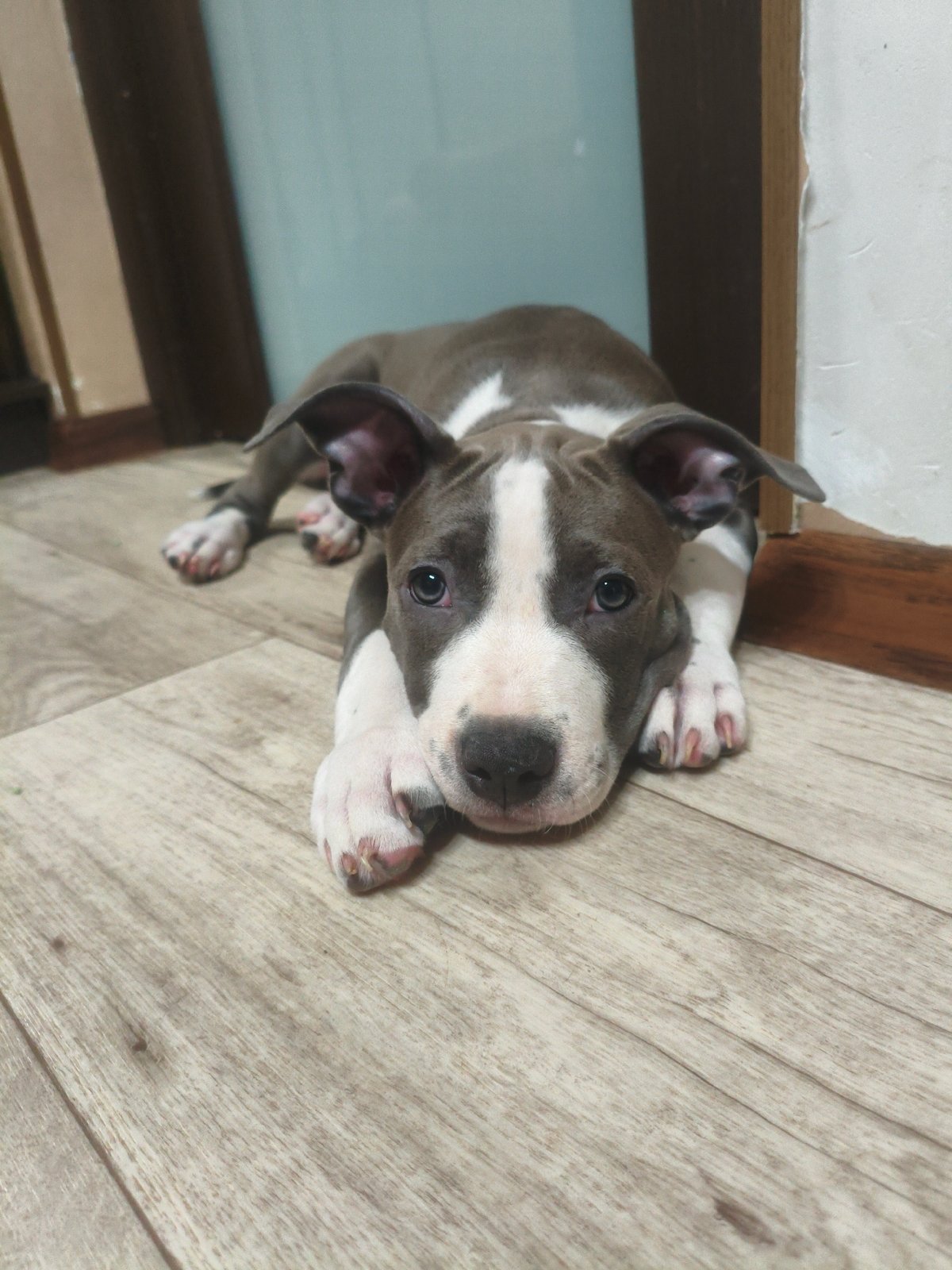 Pit bull puppy and cats at home in Марковский