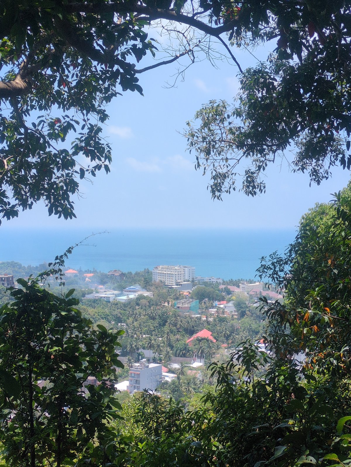 Morning forest views and pathways documented on Phú Quốc island