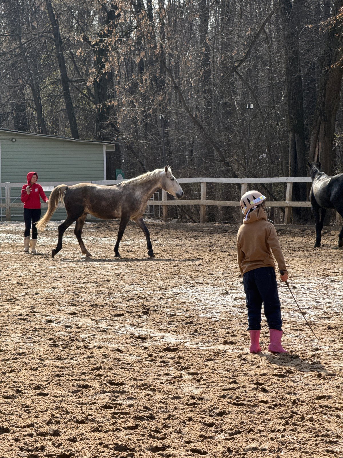 Horses rear during training session at Moscow arena