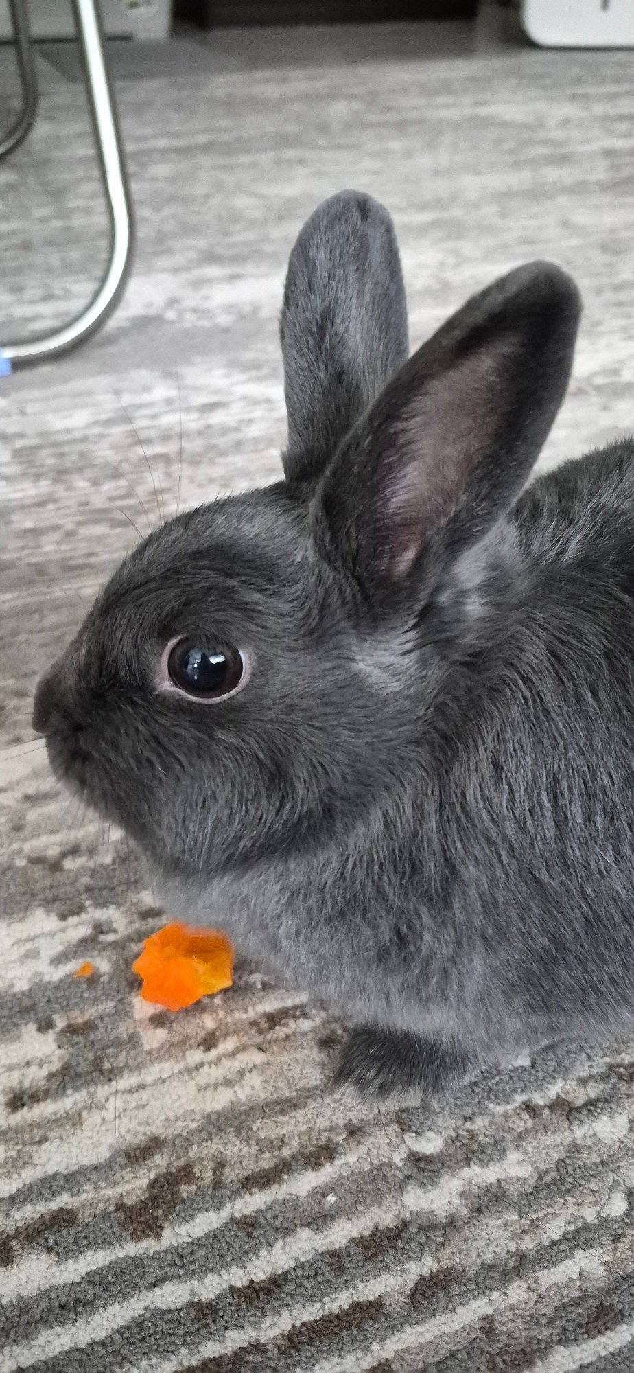 Grey rabbit gets pets and snacks indoors in Ussurijsk
