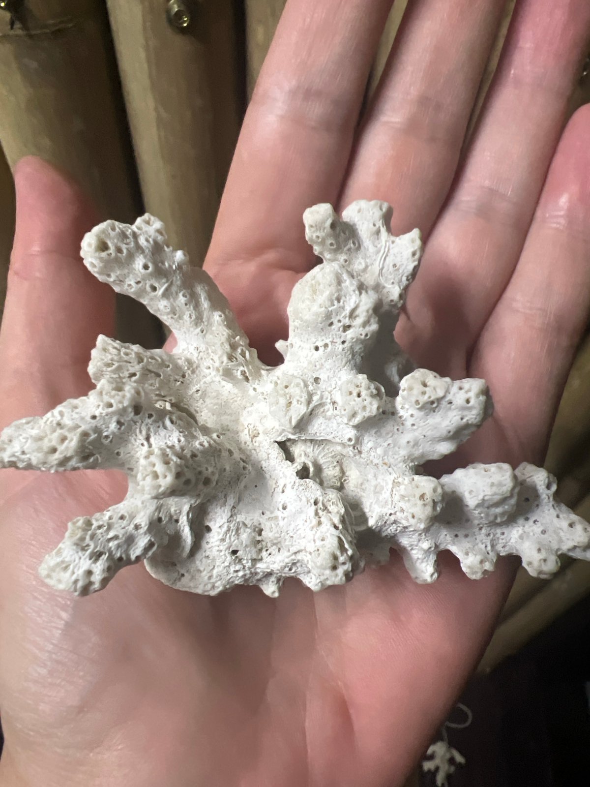 Beach finds turned into a handmade shell mobile in Ko Pha-ngan