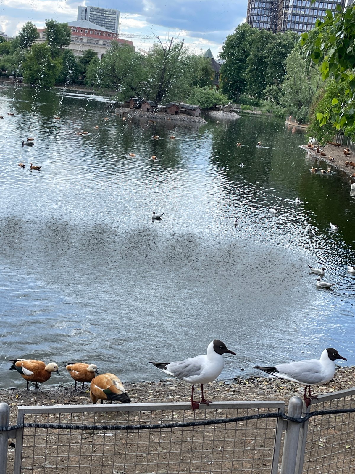 Moscow Zoo Animals and Children's Performances Documented by Visitors