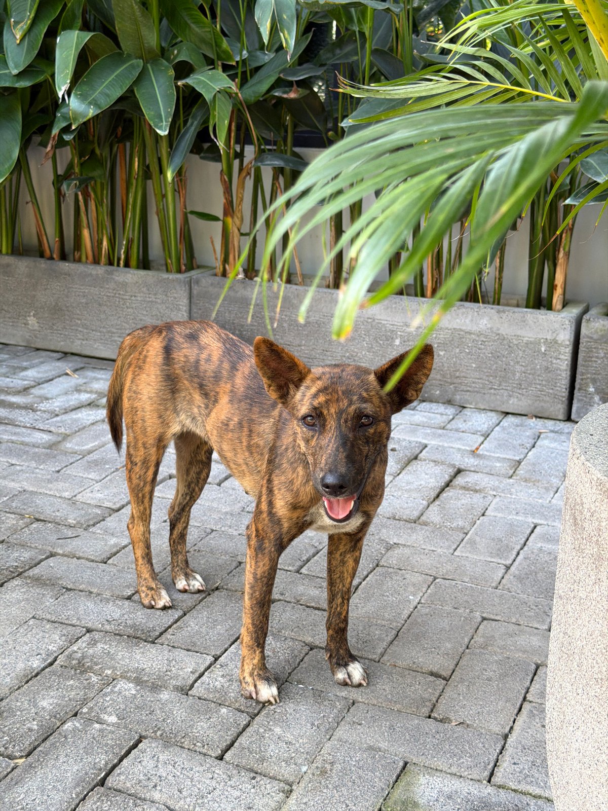 Kid on a bike, a kitten, and dogs at Tulum Villa