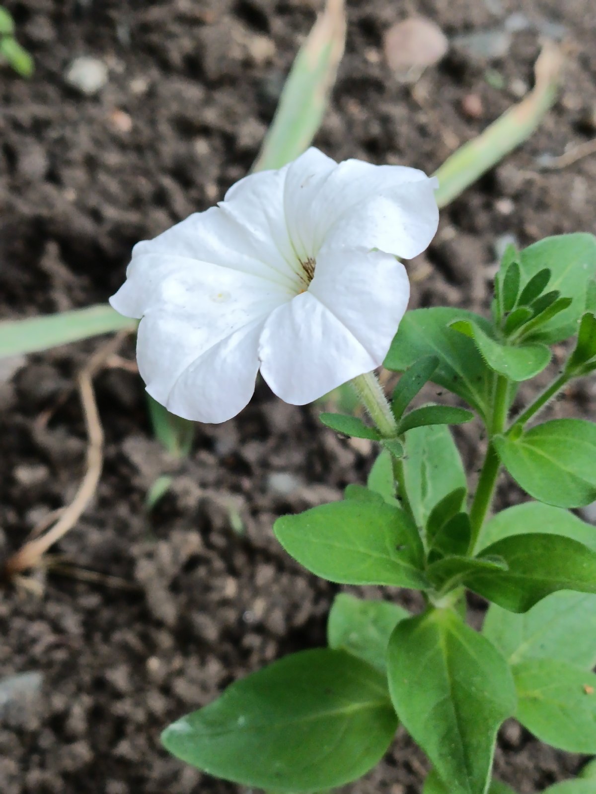 Street-level stroll through Stavropol: flowers, dogs, and urban details