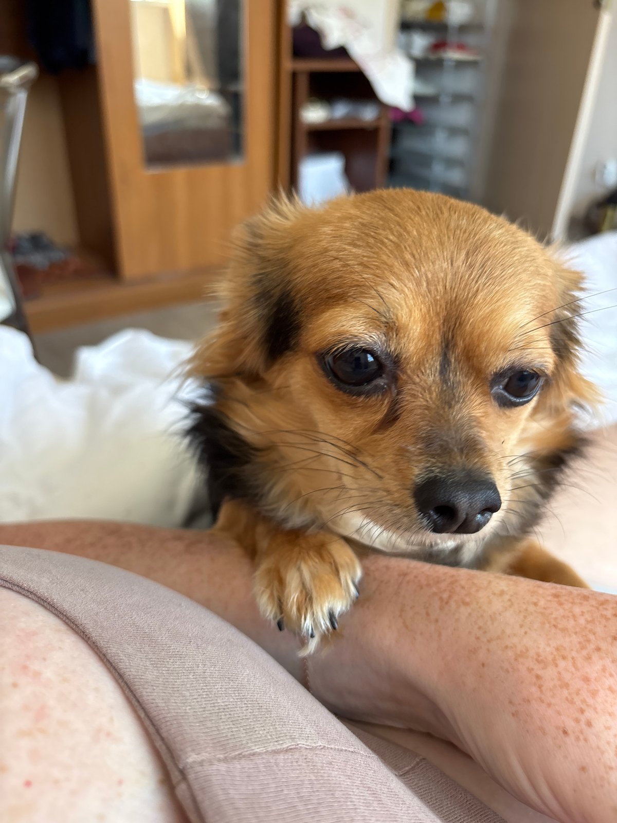 Two small dogs on a Sochi apartment bed, sunny morning.