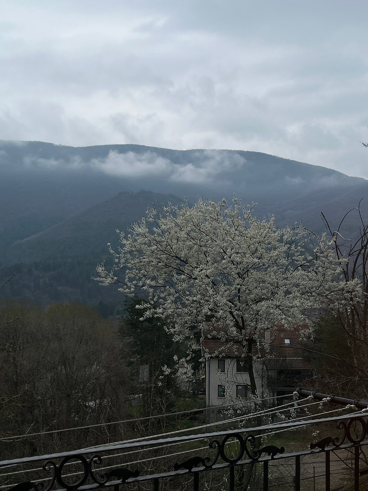 Spring blossoms captured against cloudy mountain landscape in Kokalyane