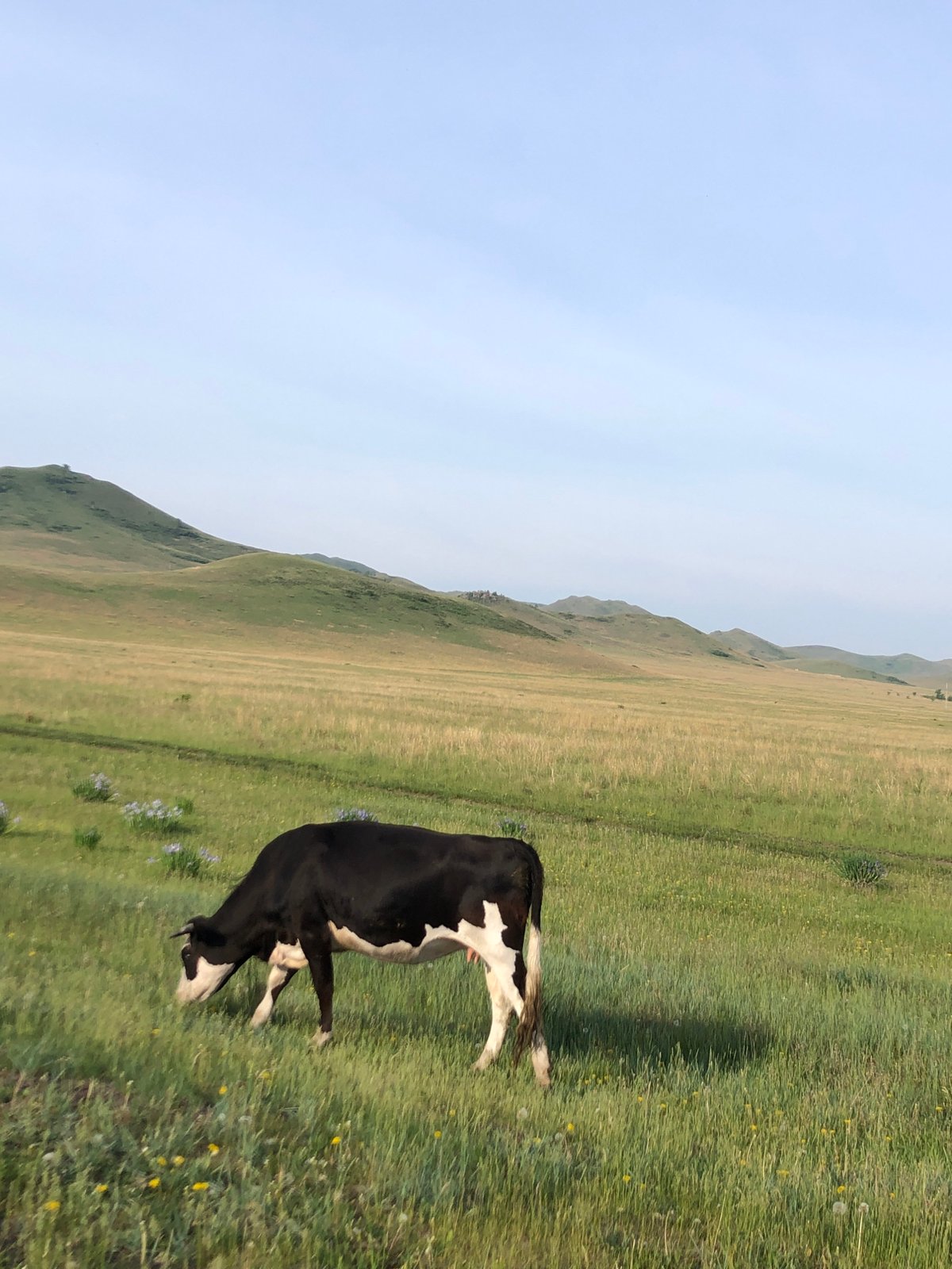 Cow grazes in rural Russian countryside near Первомайское