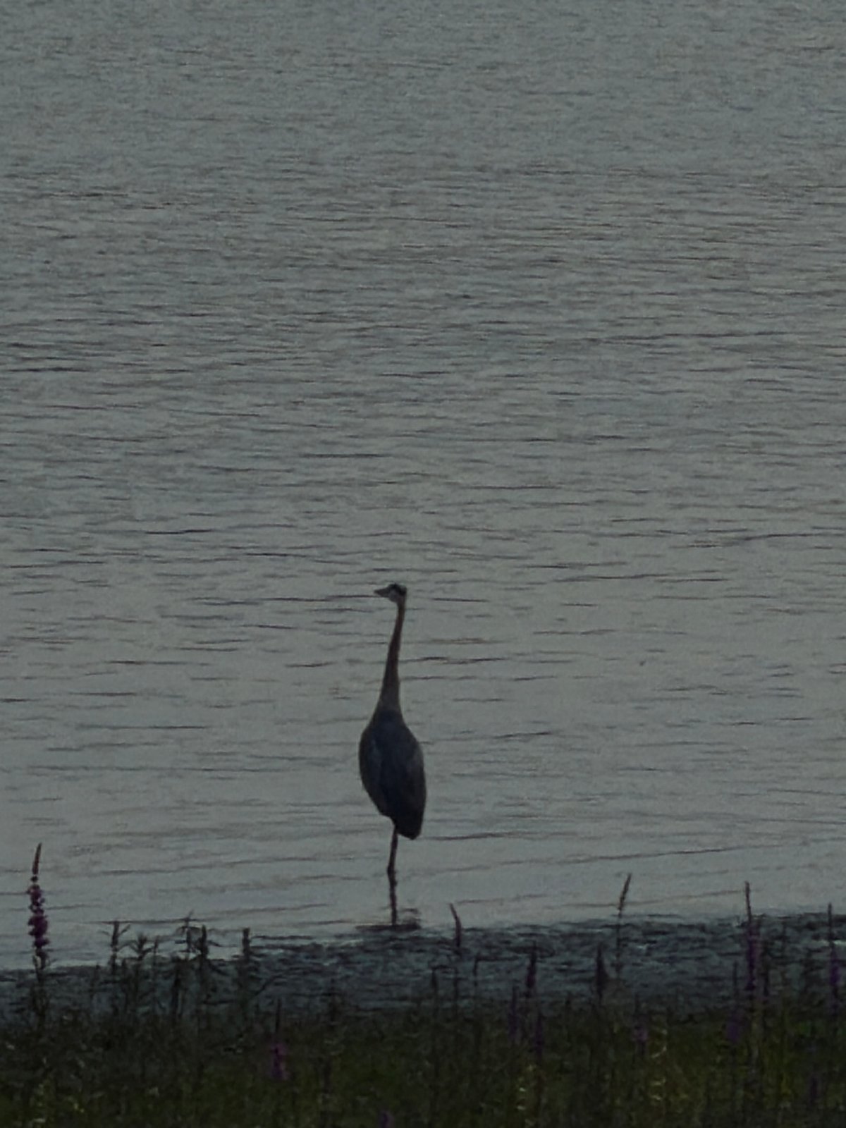 Great blue heron wading in still waters near Port Coquitlam