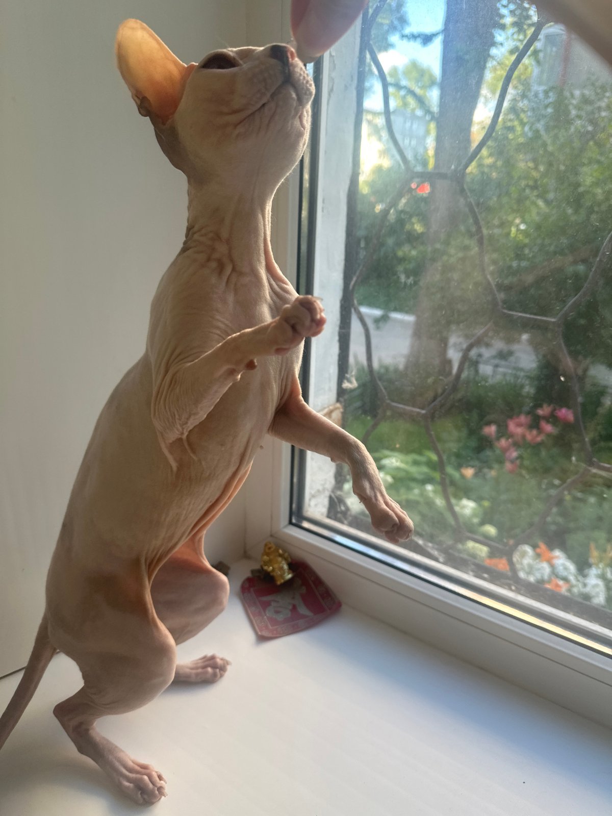 Sphynx cat spends an afternoon napping and snacking in Togliatti