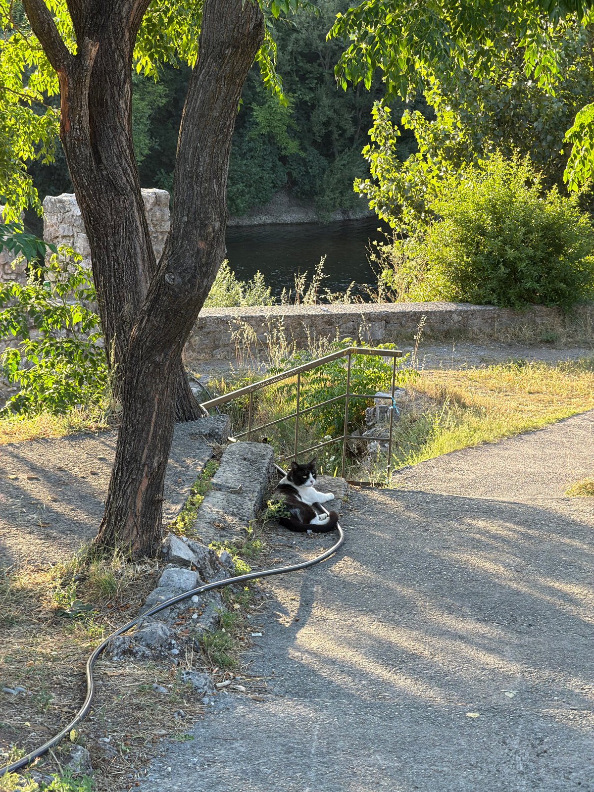 Lazy afternoon in Podgorica: old stones, a river, and one very chill cat