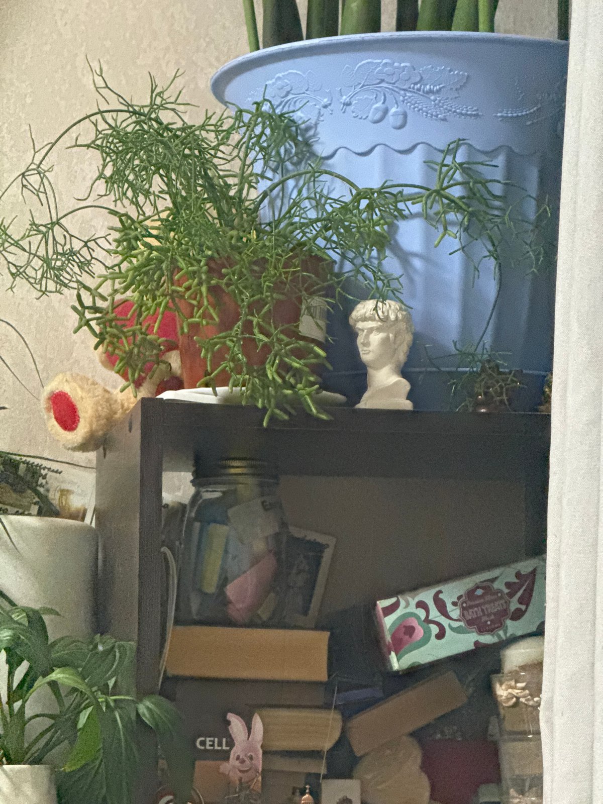 Inside a plant-filled Izhevsk apartment with a sleepy Maine Coon