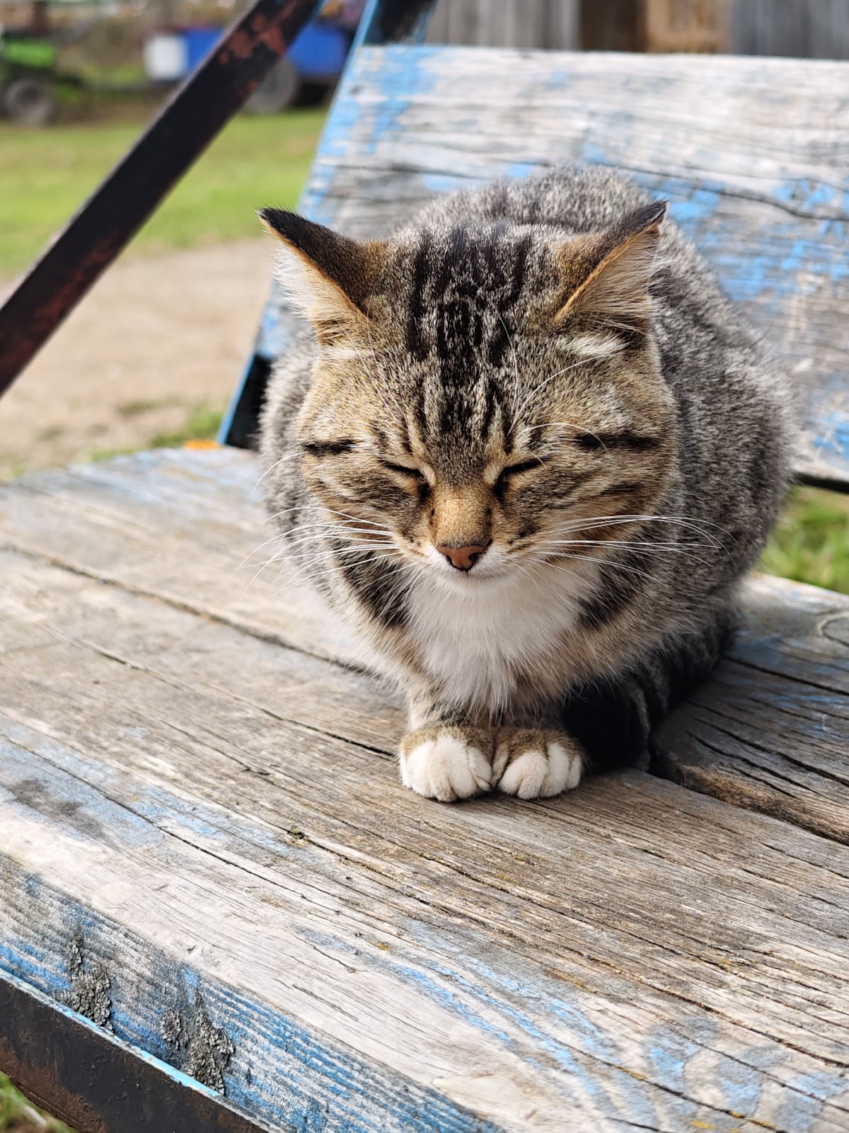 Cat sleeps peacefully on bench in Уральское, Russia