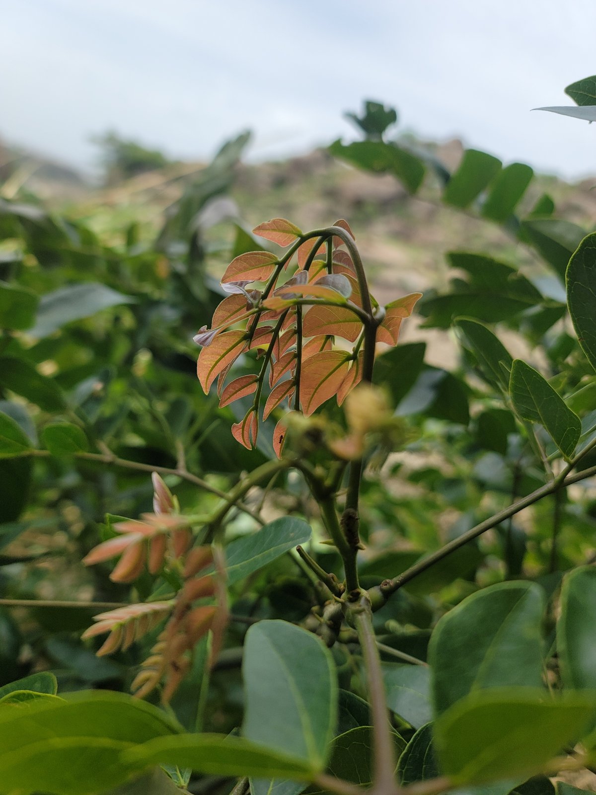 Daily life scenes documented across Jos, Nigeria morning hours