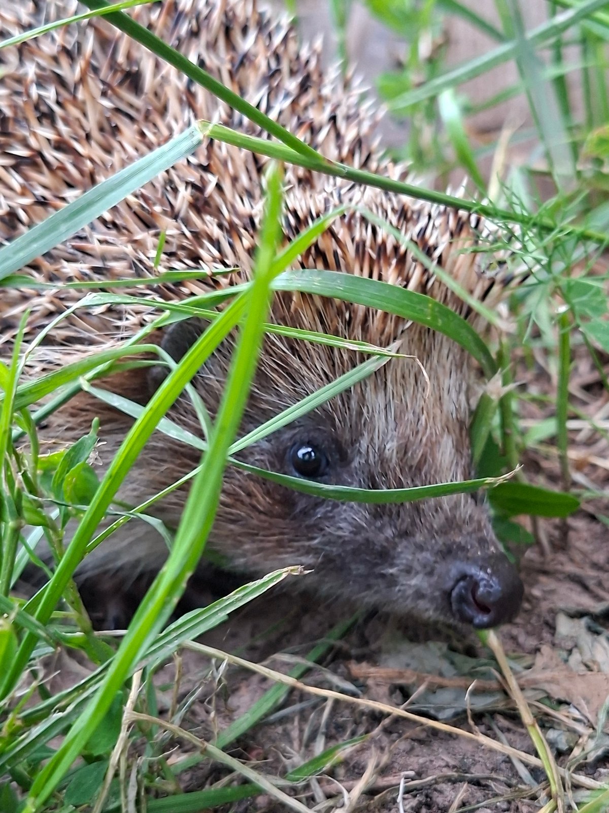 Hedgehog spotted foraging in tall grass near Karsha, Russia
