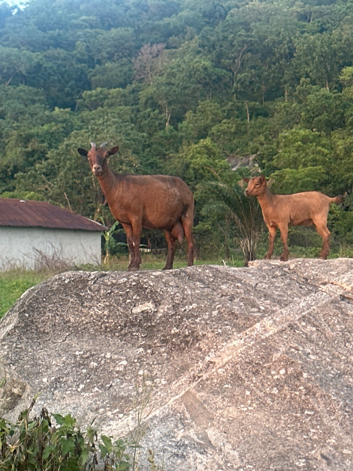 Two goats spotted on rock formation in Mararaba, Nigeria