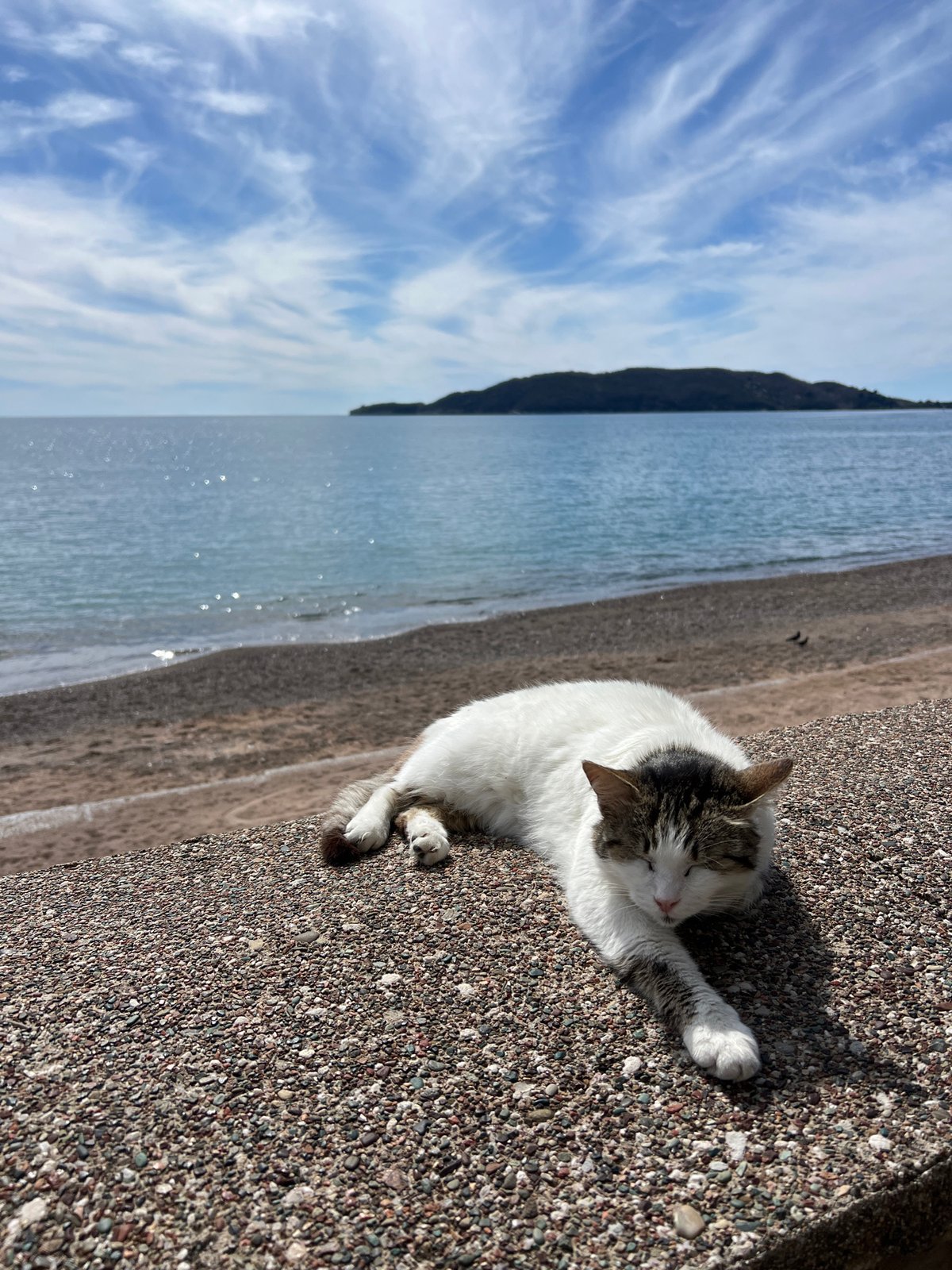 Iridescent BMW i8 and cats spotted in Montenegro coastal towns