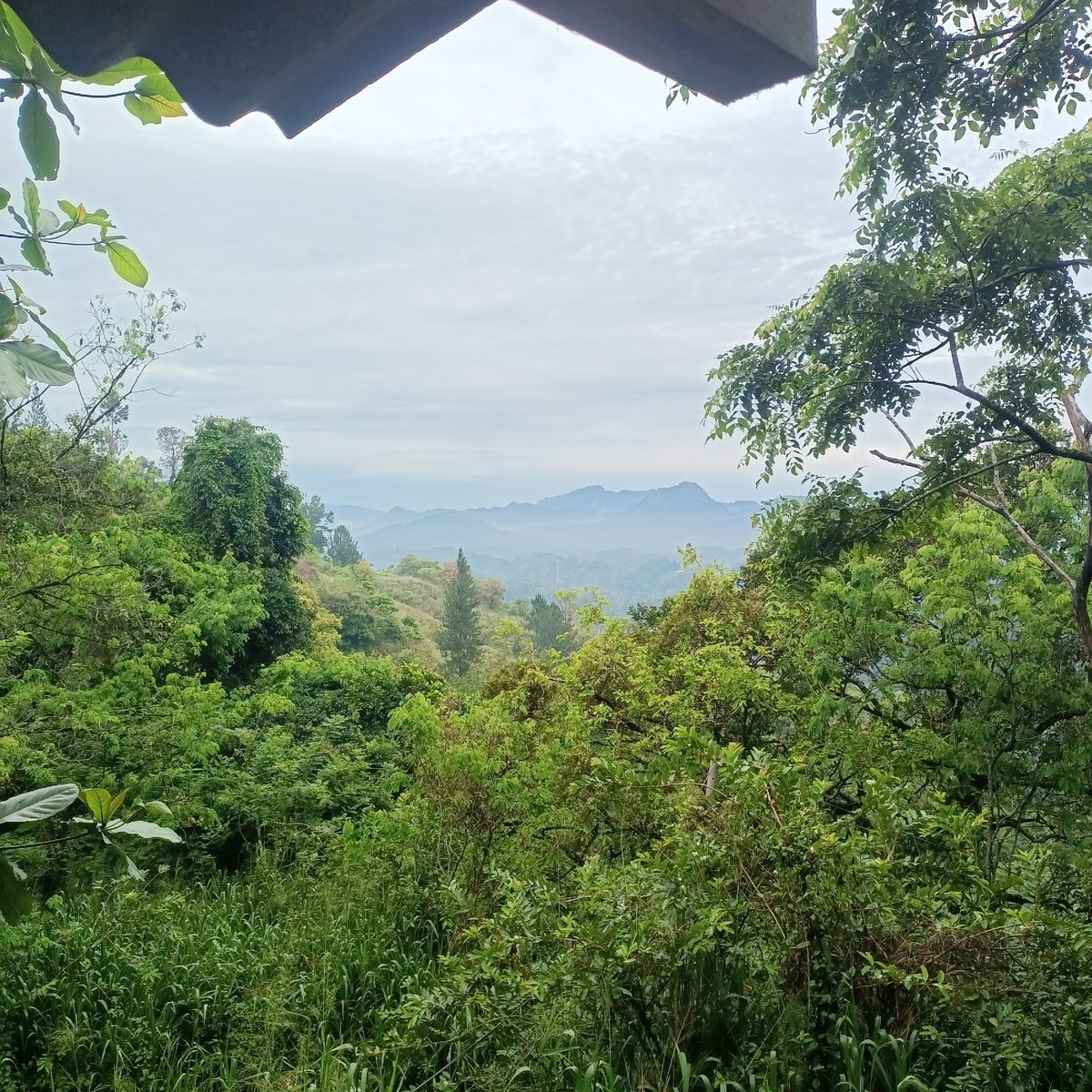 Early morning scenes captured in Hindagala showing vegetation, monks