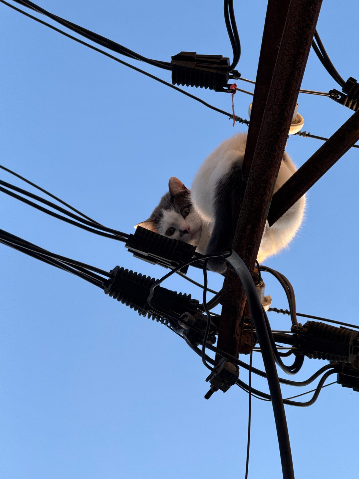 Cat spotted perched atop utility pole in Dobrich