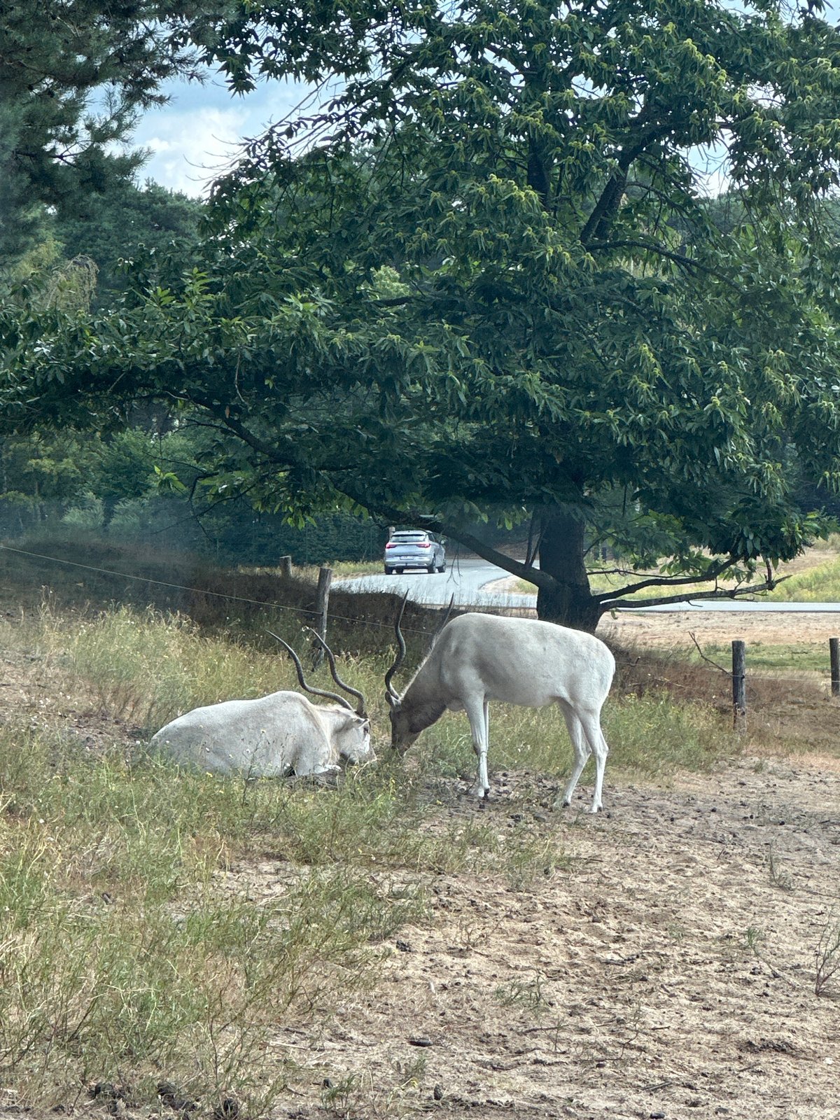 Desert antelope species at a Dutch wildlife park