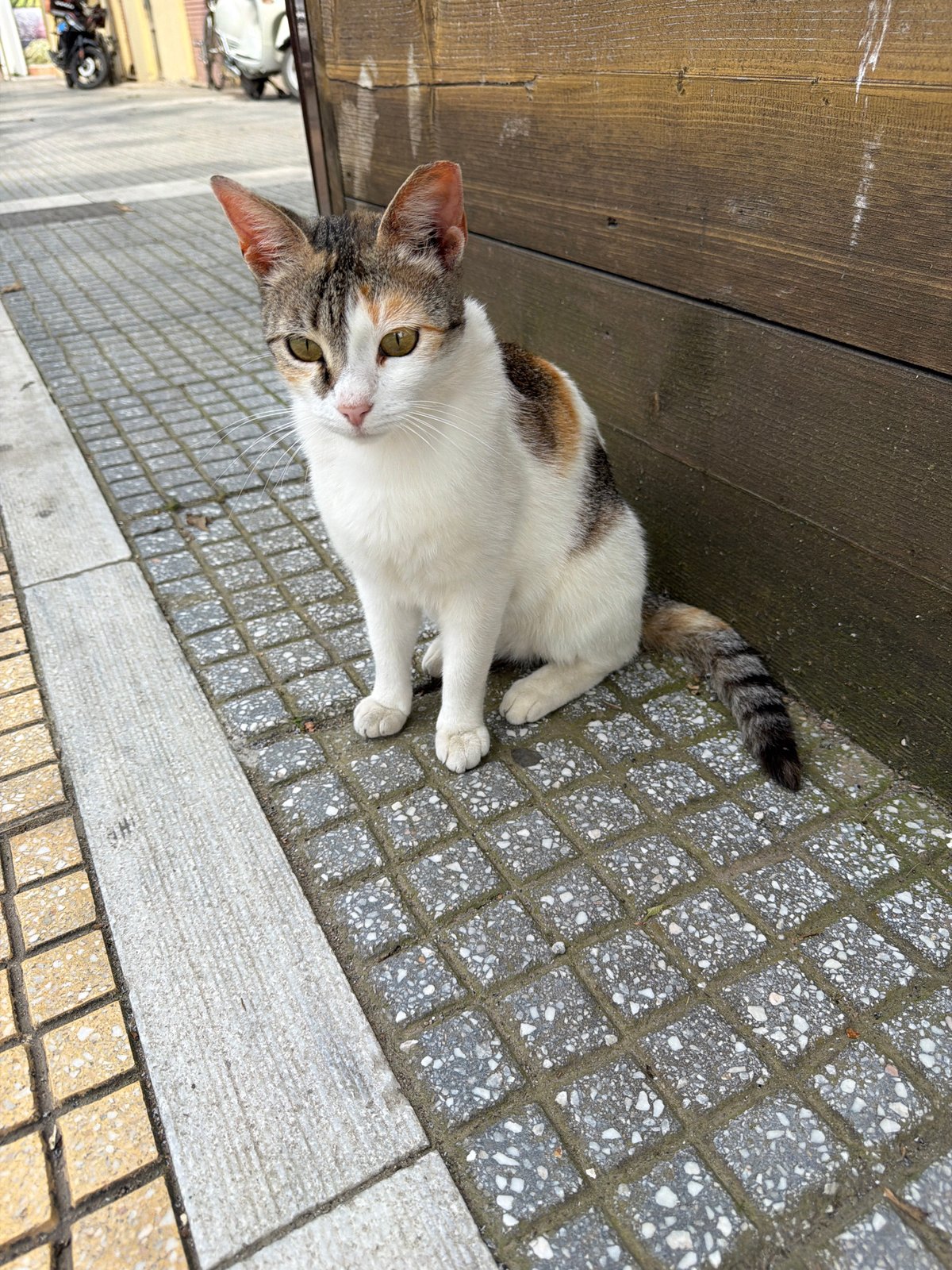 Street photography session captures Alexandroupolis buildings and local cat