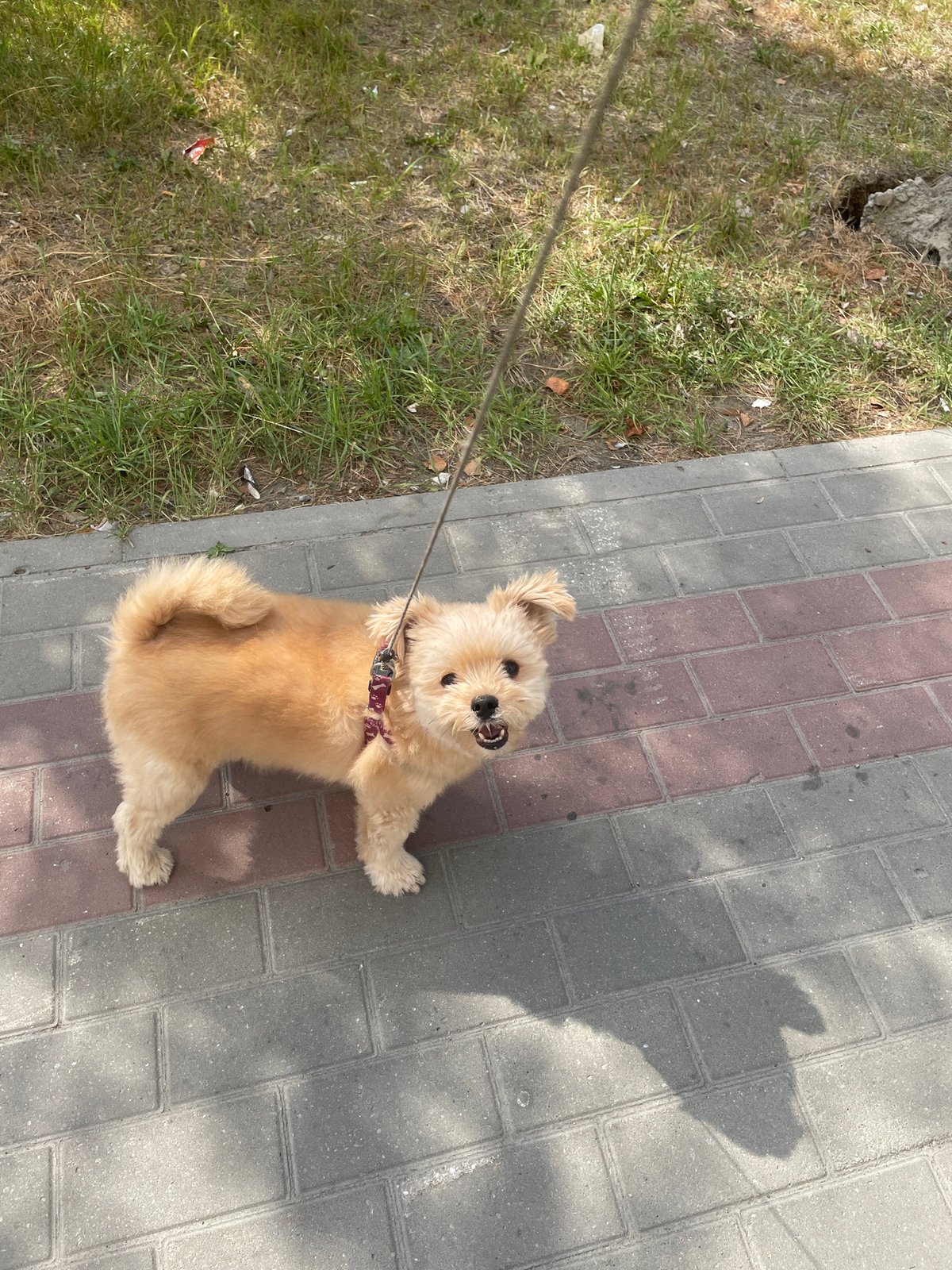 Pets and plants on a quiet Surgut morning