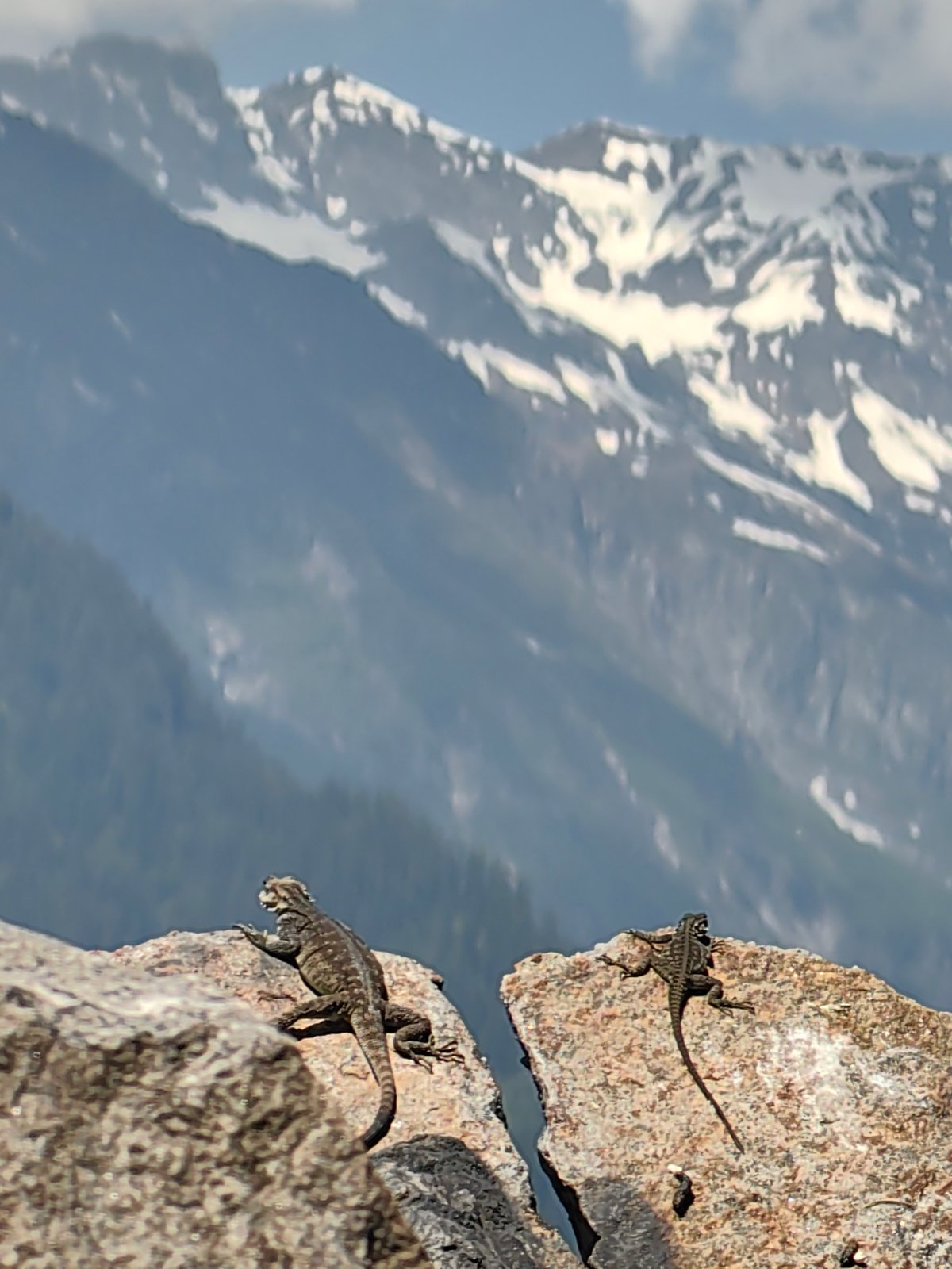 Lizards spotted on mountain rocks in Vashisht, India