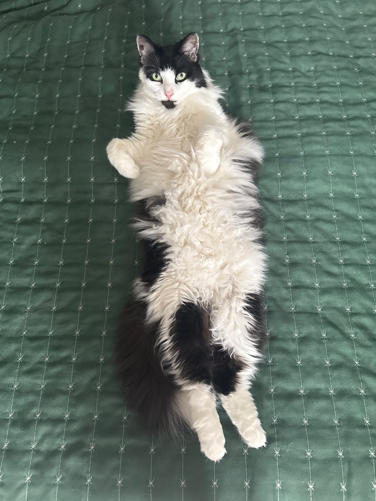 Black and white cat lounging on a green quilted blanket