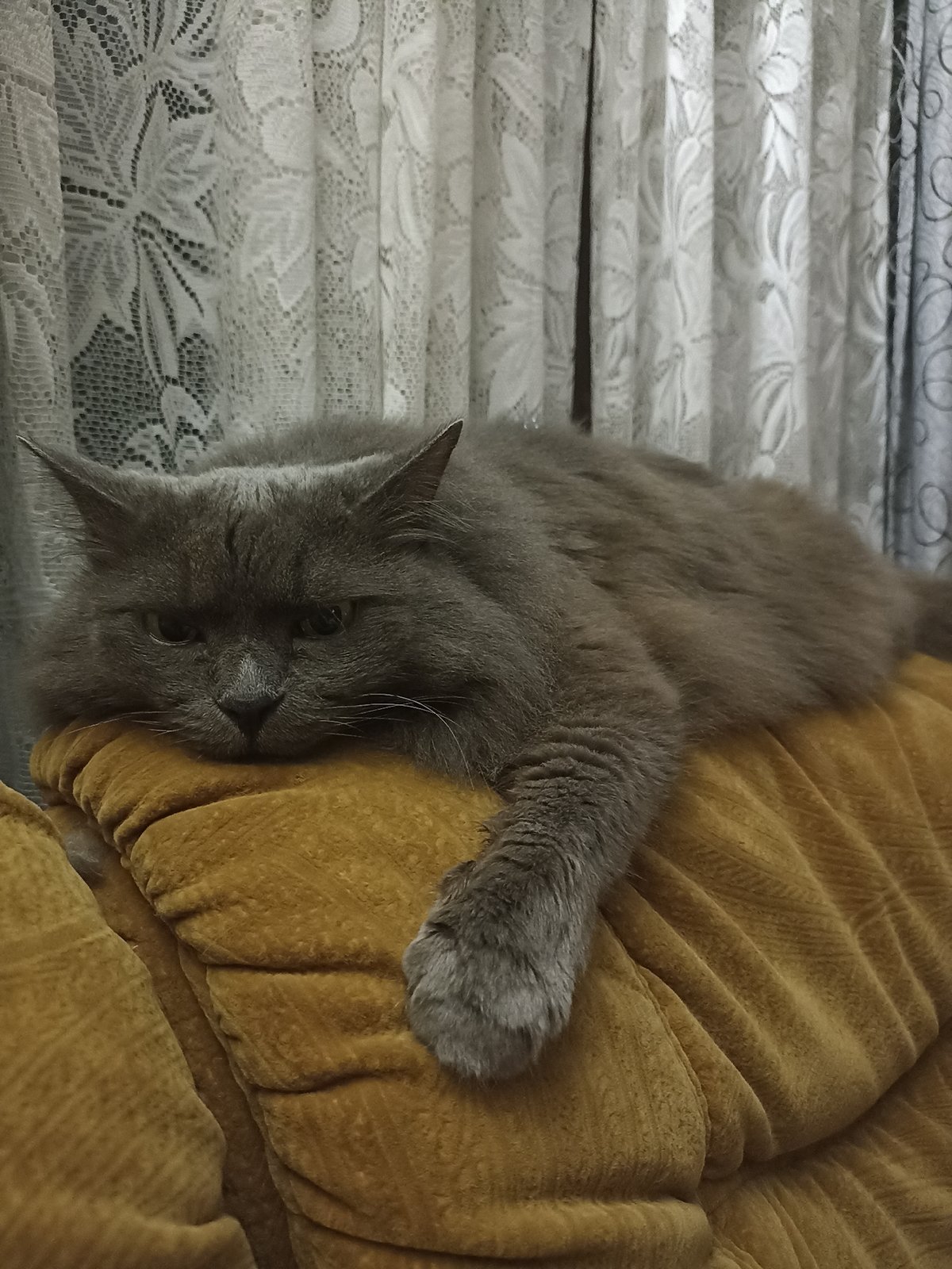 Grey cat napping on a mustard cushion in Votkinsk