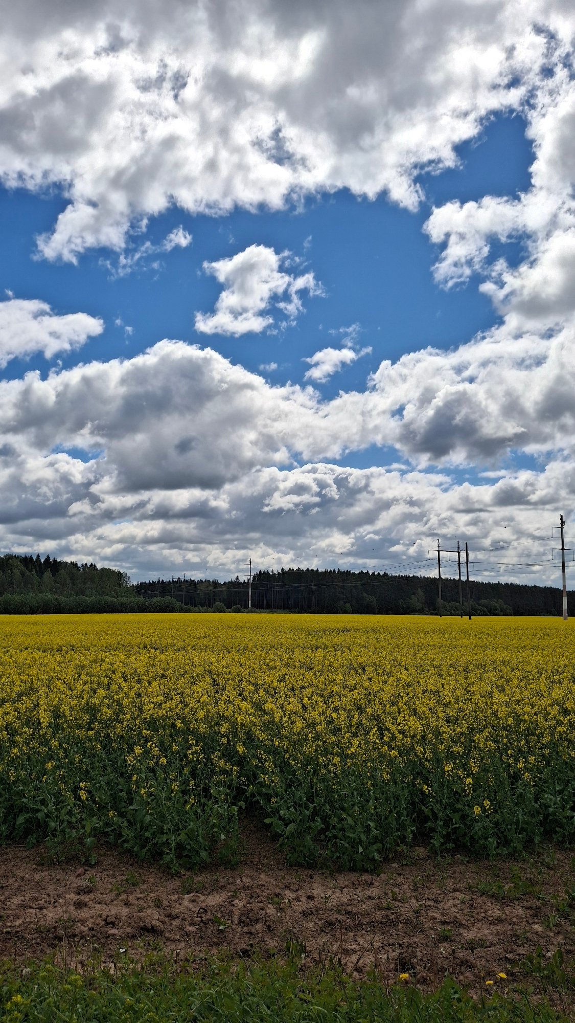 Yellow rapeseed field blooms under cloudy skies in Пудость