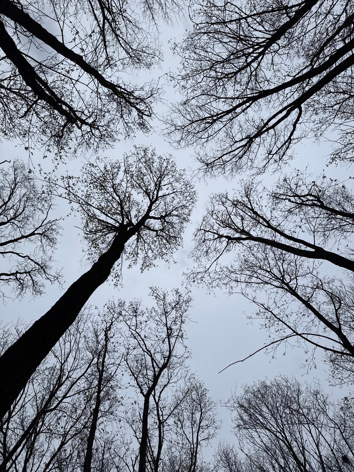 Spring walk documented through tree-lined park in Rostov-on-Don
