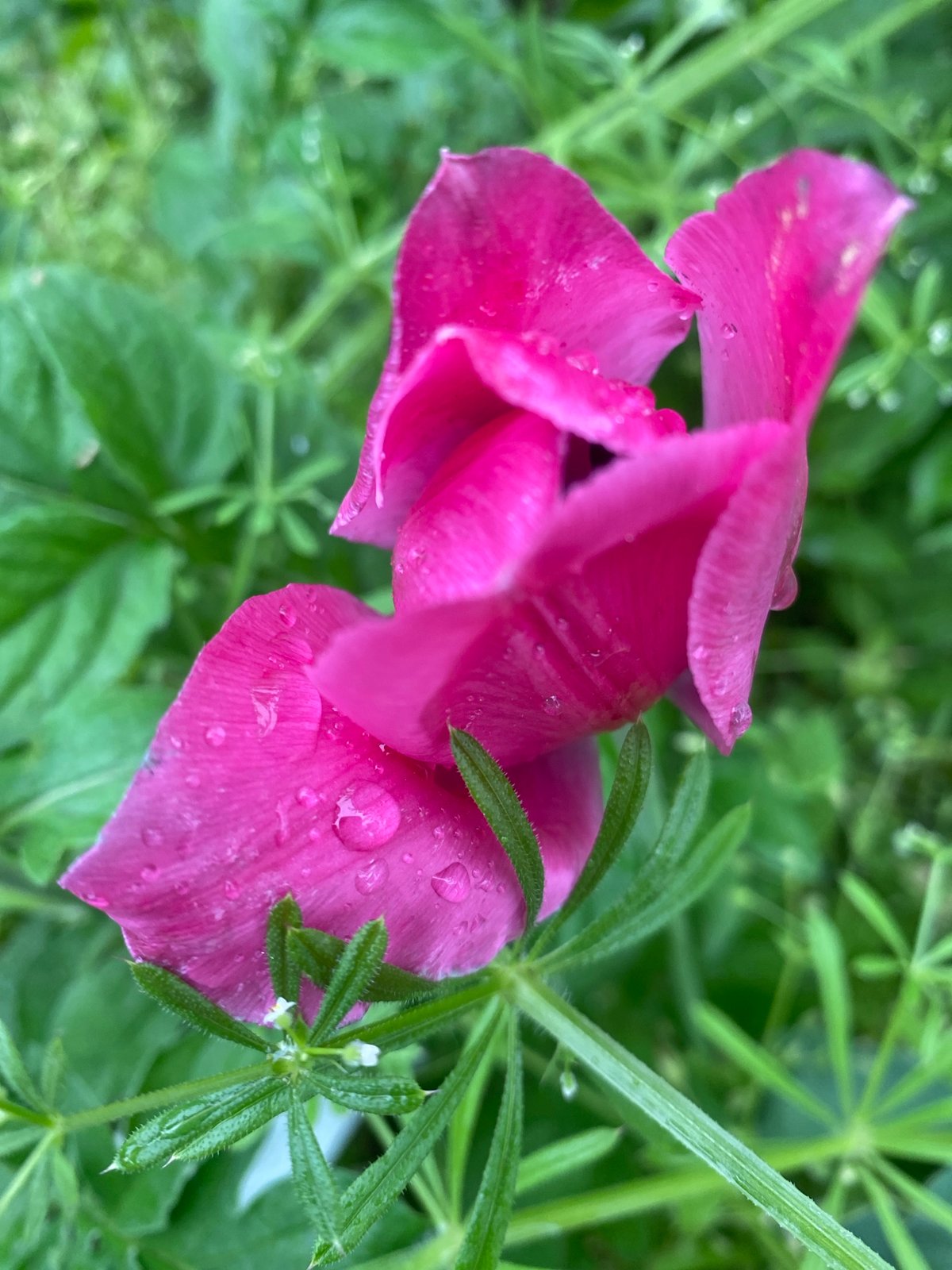 Morning garden flowers documented with water droplets in Dnipro