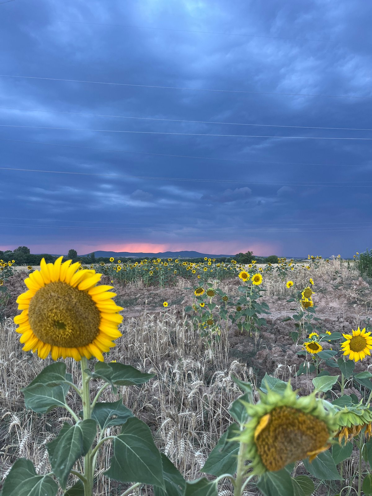 Sunflower fields under a stormy sky in rural Bulgaria