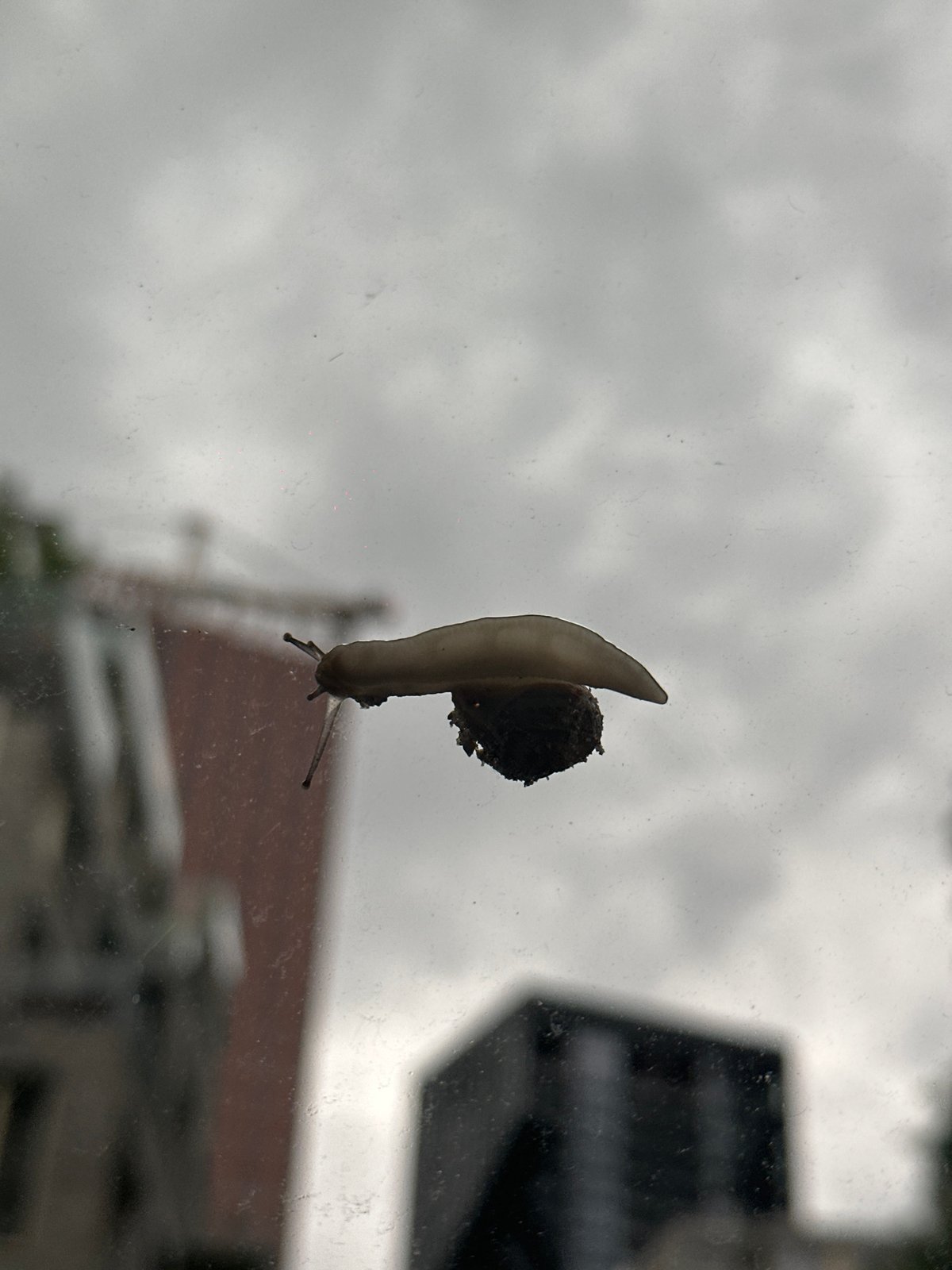 Slugs and snails documented crawling across Amsterdam surfaces