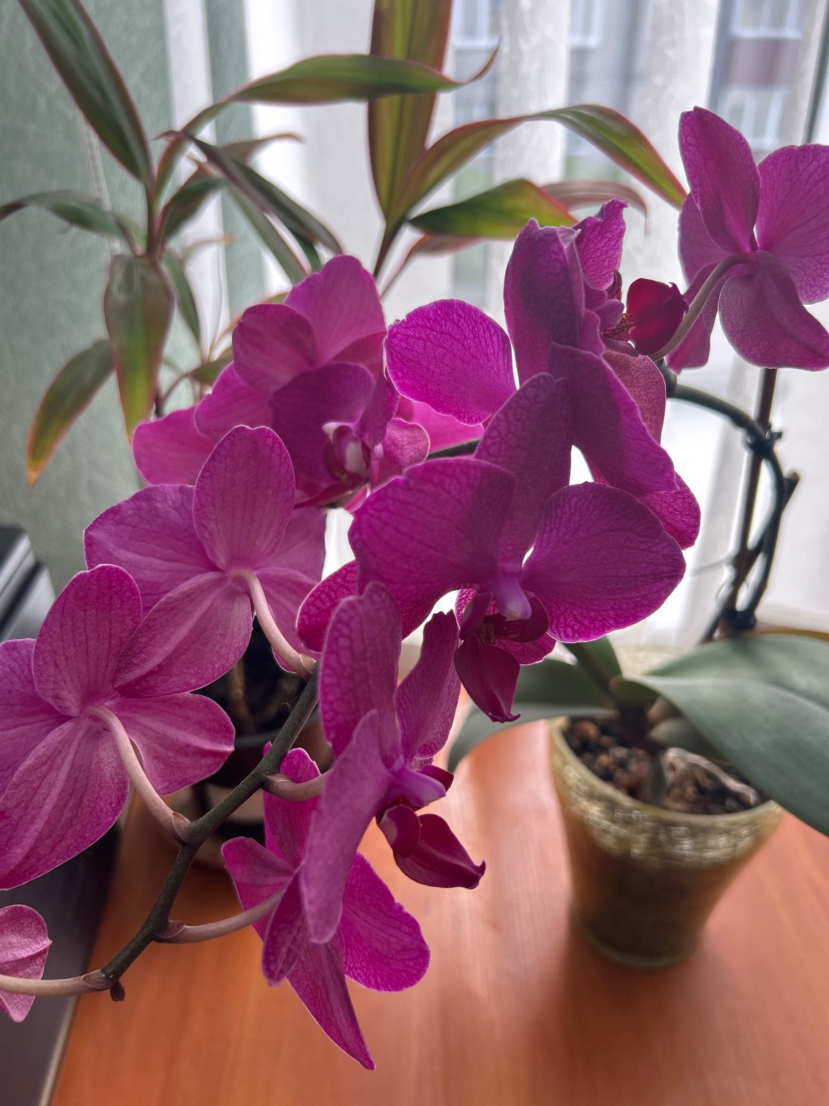 Purple orchids on a polished wooden surface