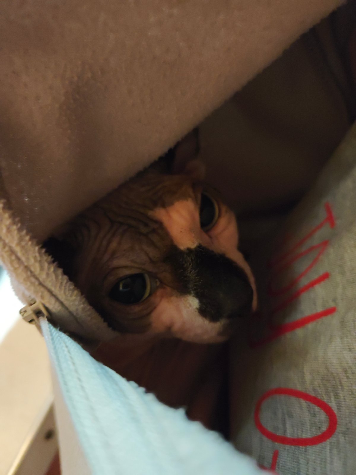 Sphynx cat spotted peeking from fabric pouch in Pyatigorsk