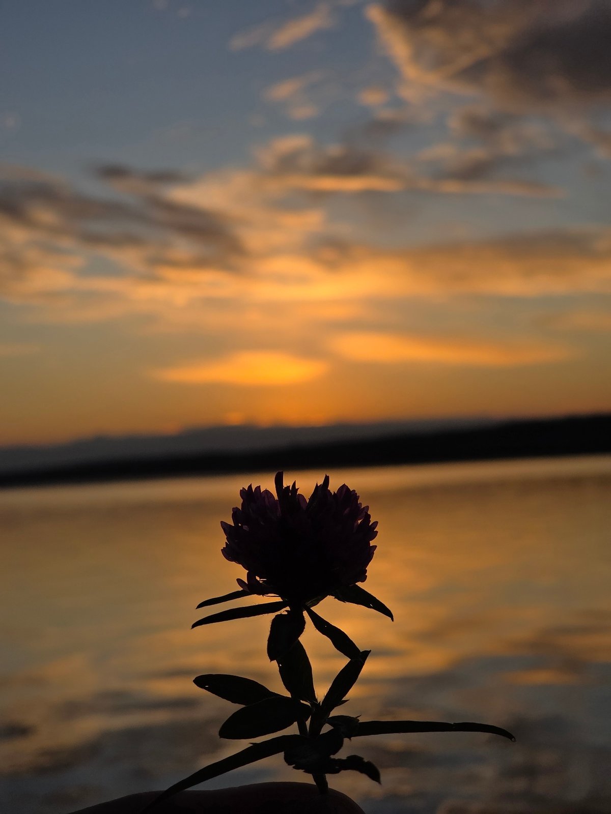 Sunset evening on the Kama: flowers, fog, and lakeside light