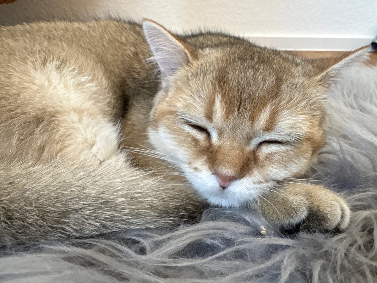 Golden British Shorthair lounges on a grey rug in Bönnigheim