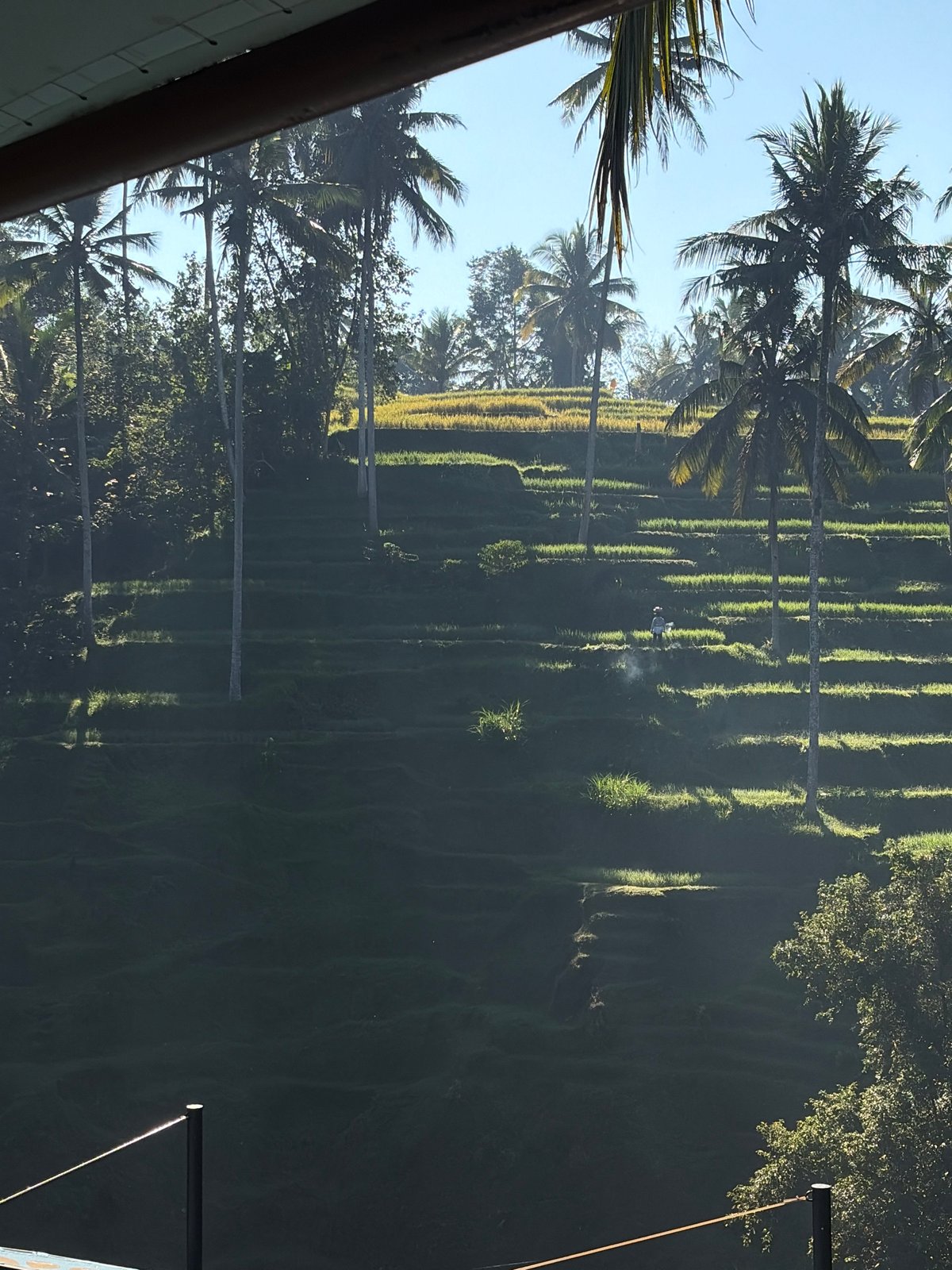 Infinity pool views over Tegallalang's iconic rice terraces