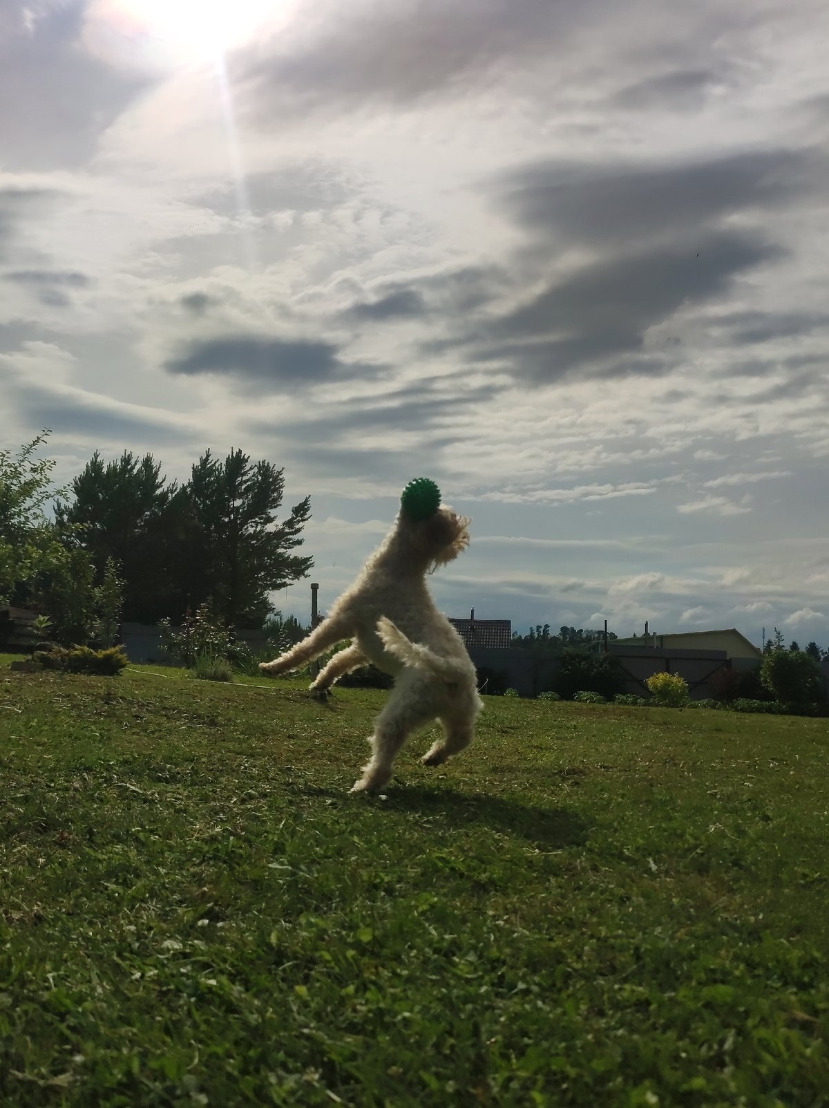 Summer afternoon in Fokino: dogs, roses, and outdoor family time