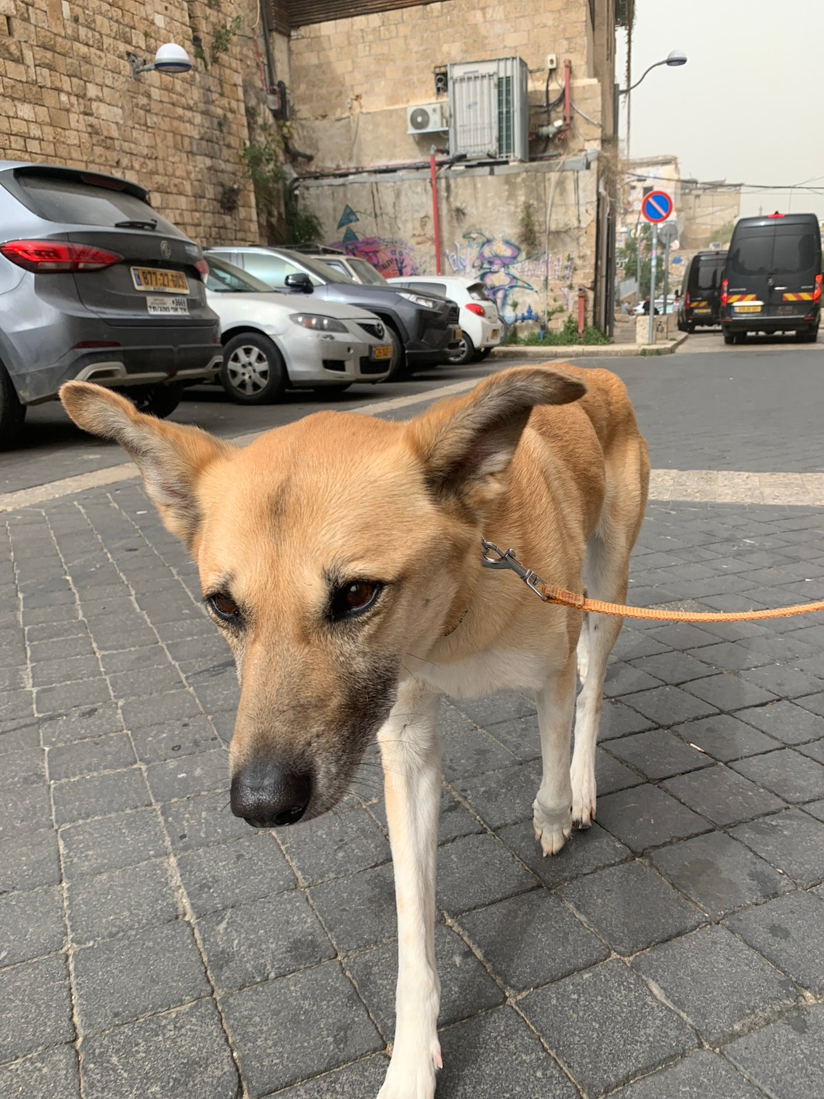 Dog spotted on Tel Aviv street near ancient wall