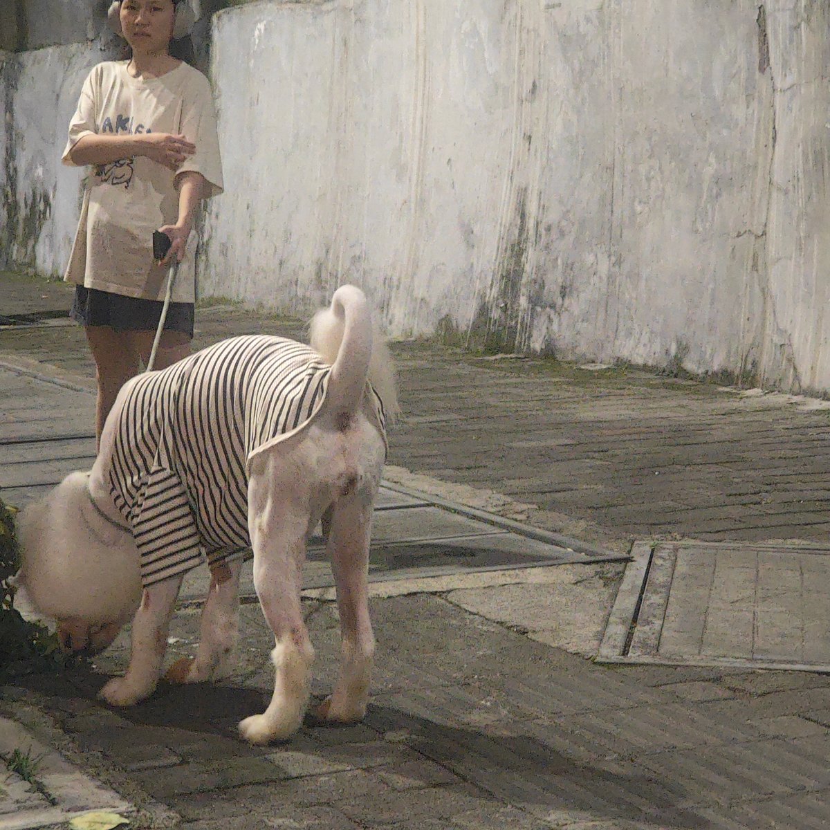 Woman walks large dog in Jiulongpo District evening