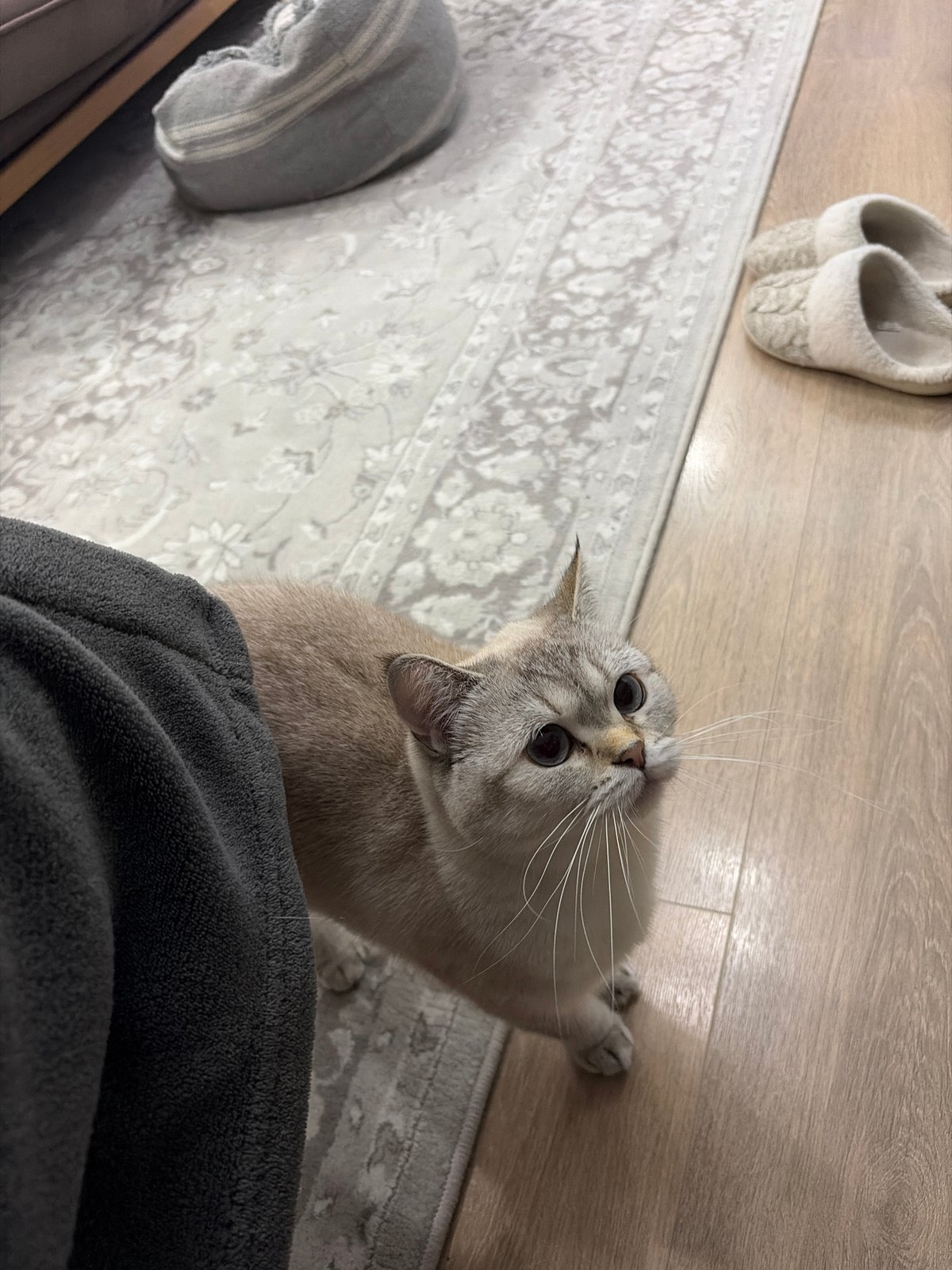 Domestic cats rest at home in Burgas, Bulgaria